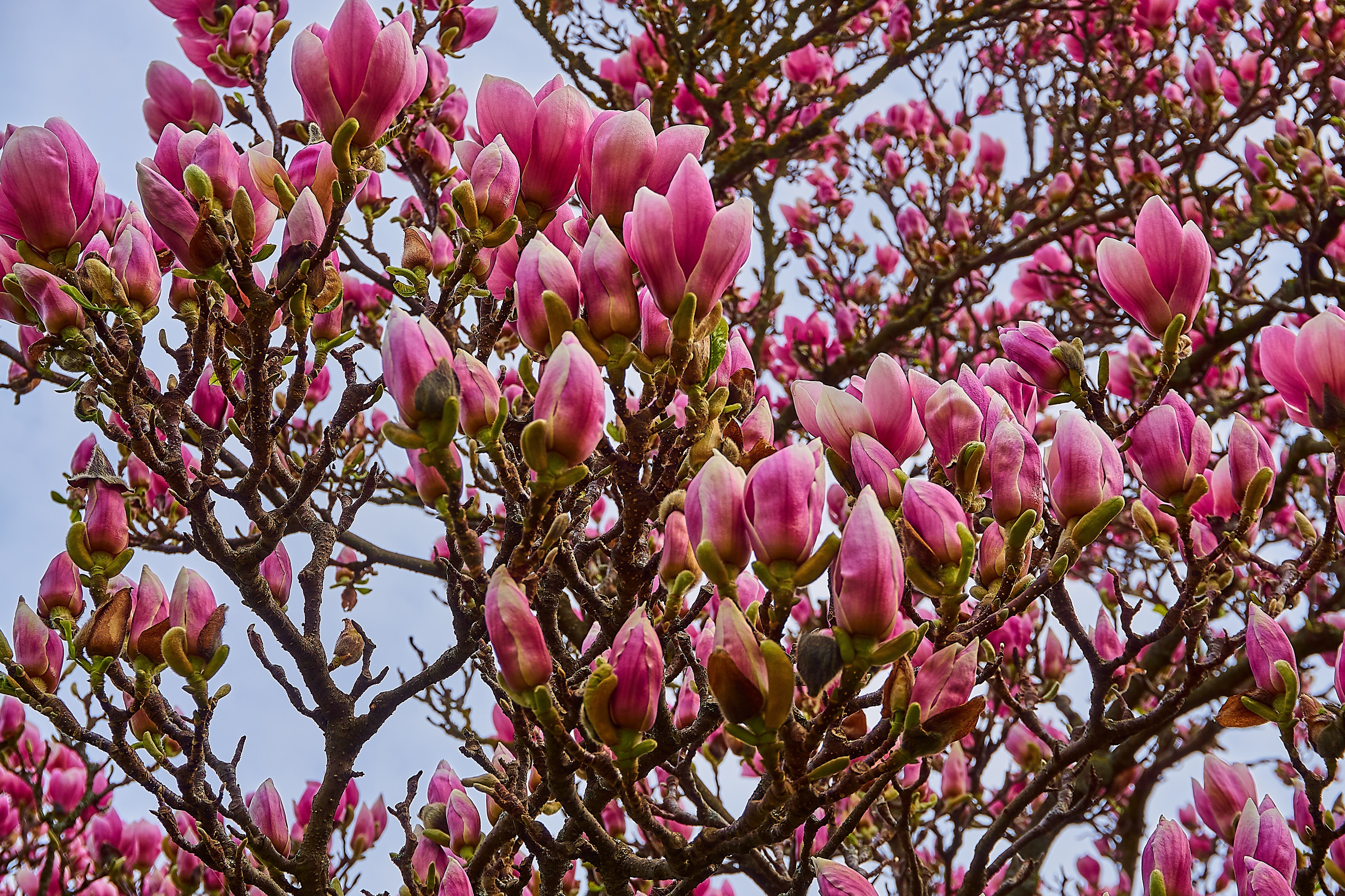 cherry tree, springtime, flower head, tree, plant, summer, bud, yulan magnolia, magnoliaceae, close, 5K, no people, mood, magnolia blossom, freshness, HD Wallpaper