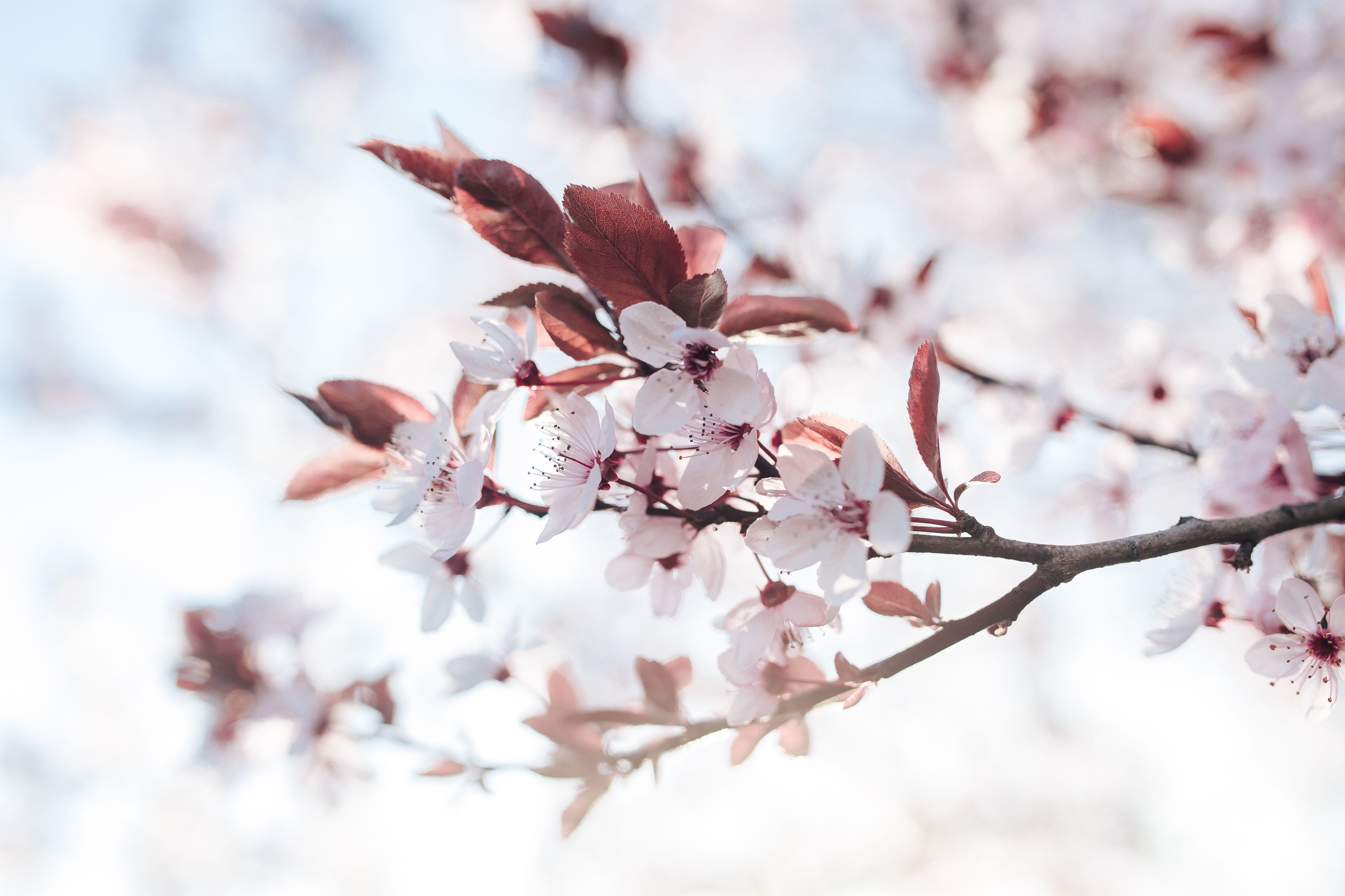 blossom, white, macro, outdoors, freshness, tree, flora, beauty In Nature, blue sky, growth, spring, bunch of flowers, petal, cherry tree, branch, day, HD Wallpaper