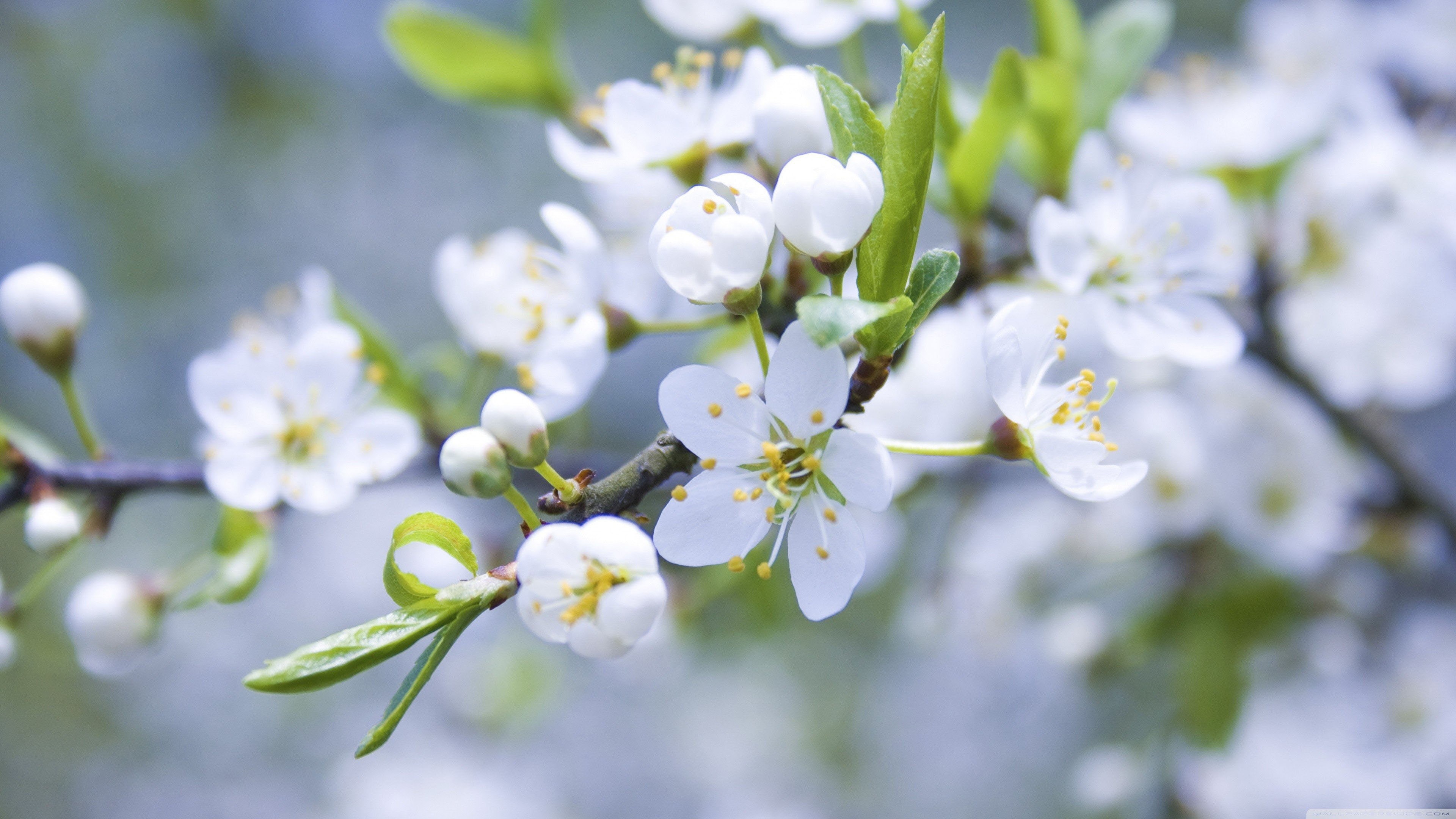 spring, color, leaves, flowers, yellow, branch, bright, herb, flora, leaf, natural, close, meadow, decoration, grass, bloom, summer, life, freshness, season, HD Wallpaper