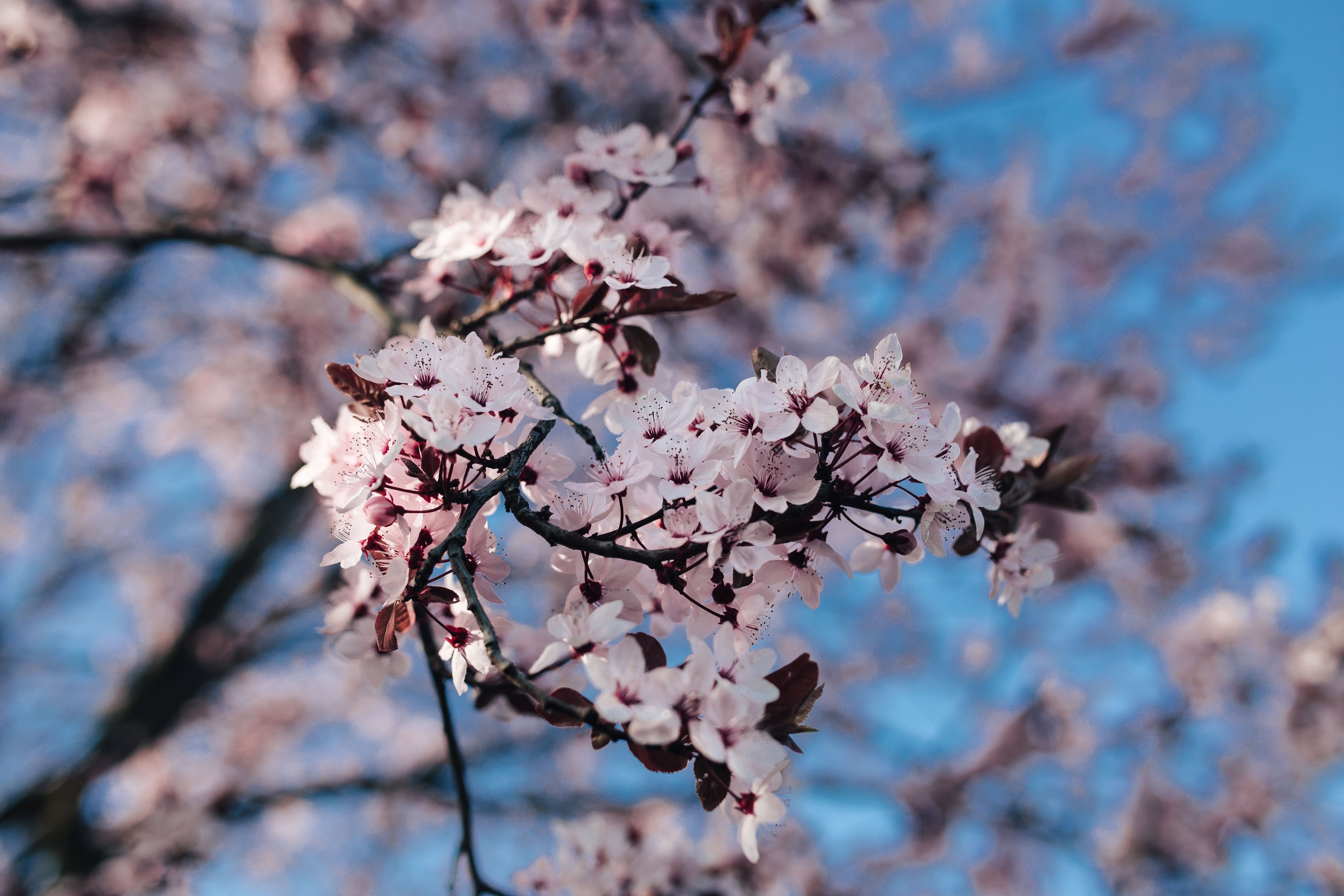 pink Color, springtime, freshness, fragility, cherry, vulnerability, flowering plant, blue, growth, branch, cherry Blossom, beauty In Nature, day, blossom, HD Wallpaper