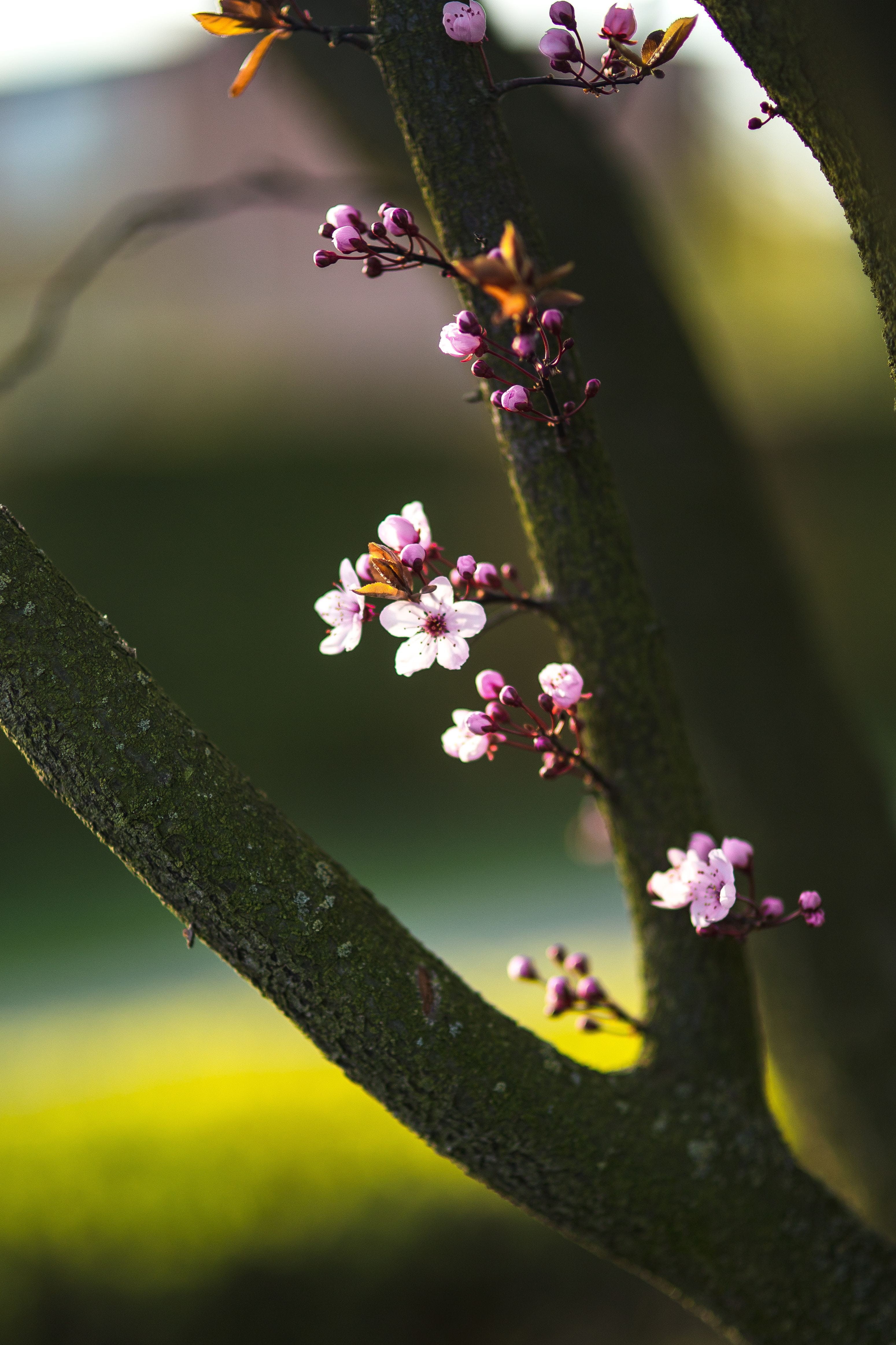 twig, blooming, purple, outdoors, pink Color, branch, plant, tree, blossom, growth, flowers, cherry blossom, petal, macro, nature, springtime, flora, day, Phone HD Wallpaper