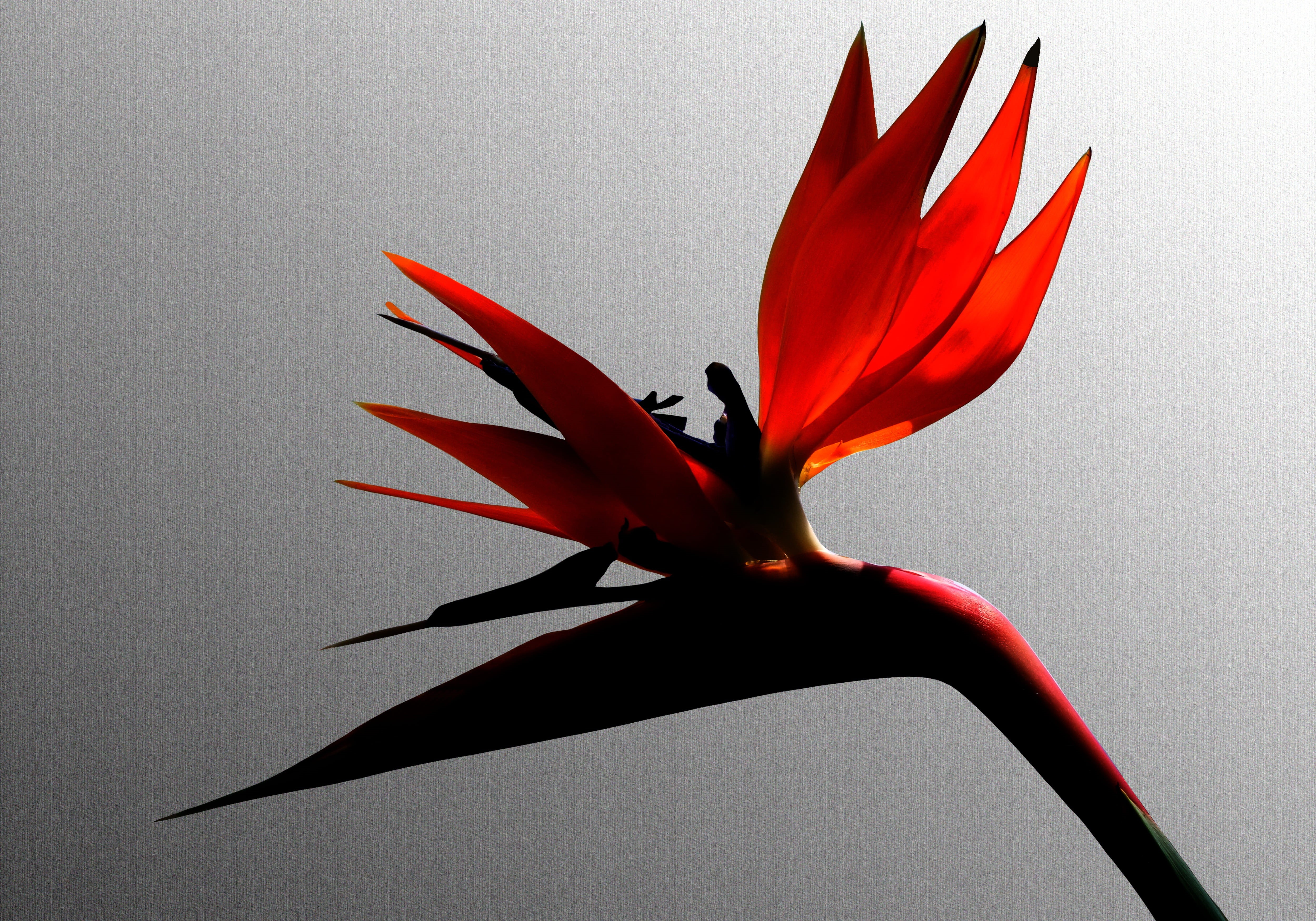bird of paradise, decorative, red, gray background, beauty in nature, sublime, exotic, flowers, representation, colorful, no people, background, studio shot, HD Wallpaper
