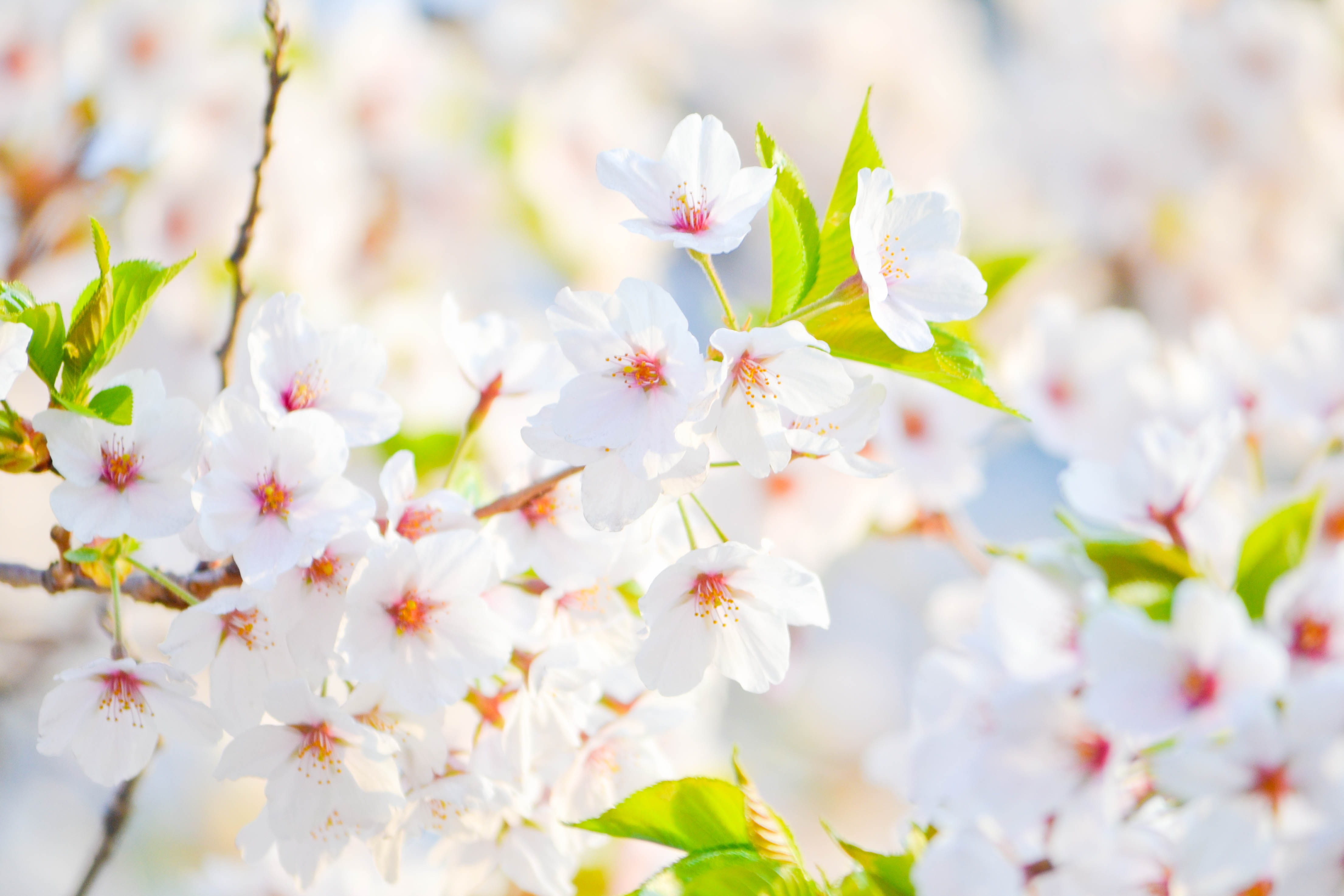 white, cherry Blossom, softness, vulnerability, growth, pollen, closeup, nature, photo, flower Head, daytime, plant, fragility, close-up, in bloom, blooming, HD Wallpaper