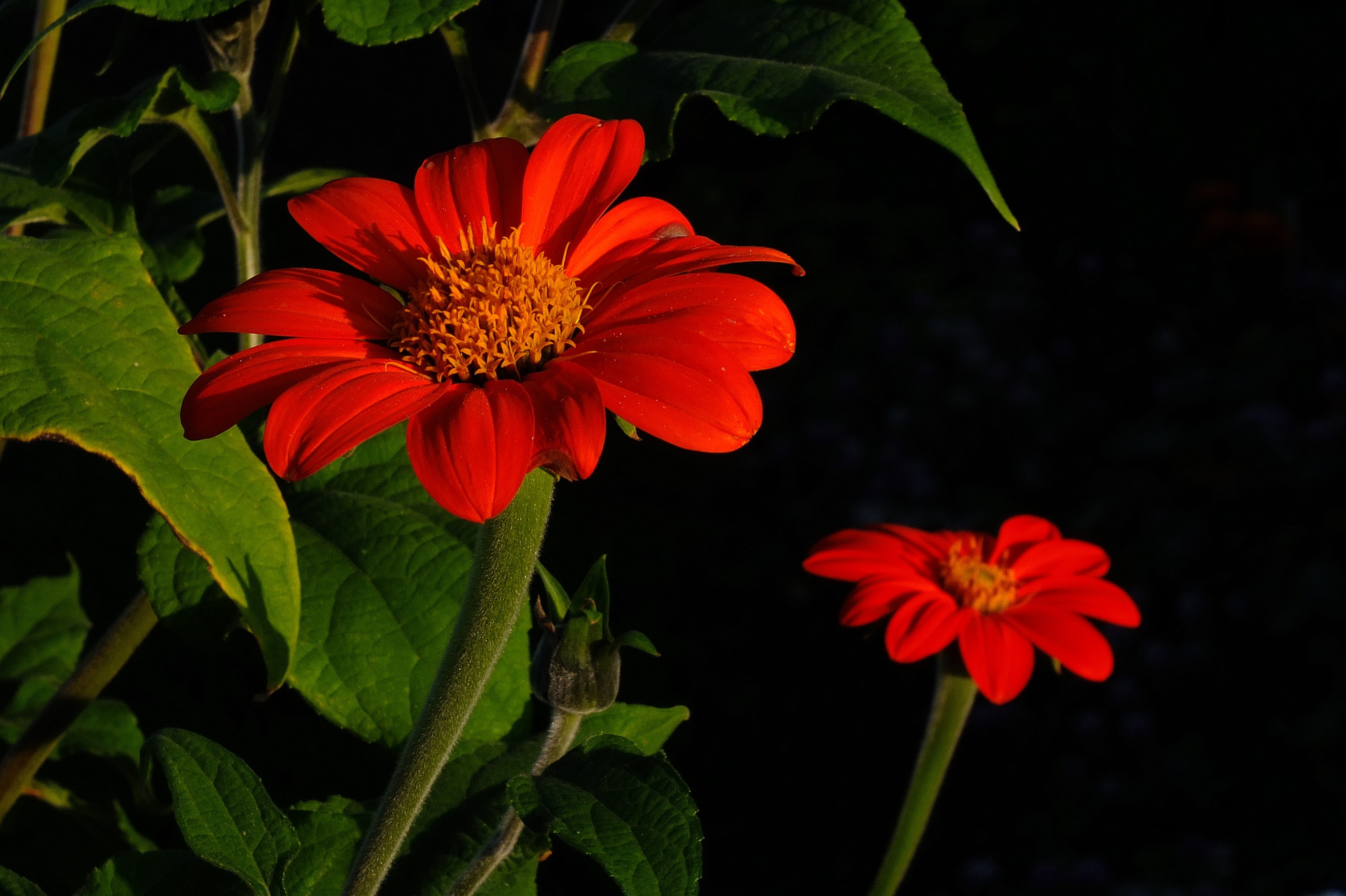 bloom, aesthetics, blossom, outdoors, horticulture, benefit from, growth, farbenpracht, bright, 4K, enjoy, garden plant, creation, beautiful, flower Head, HD Wallpaper