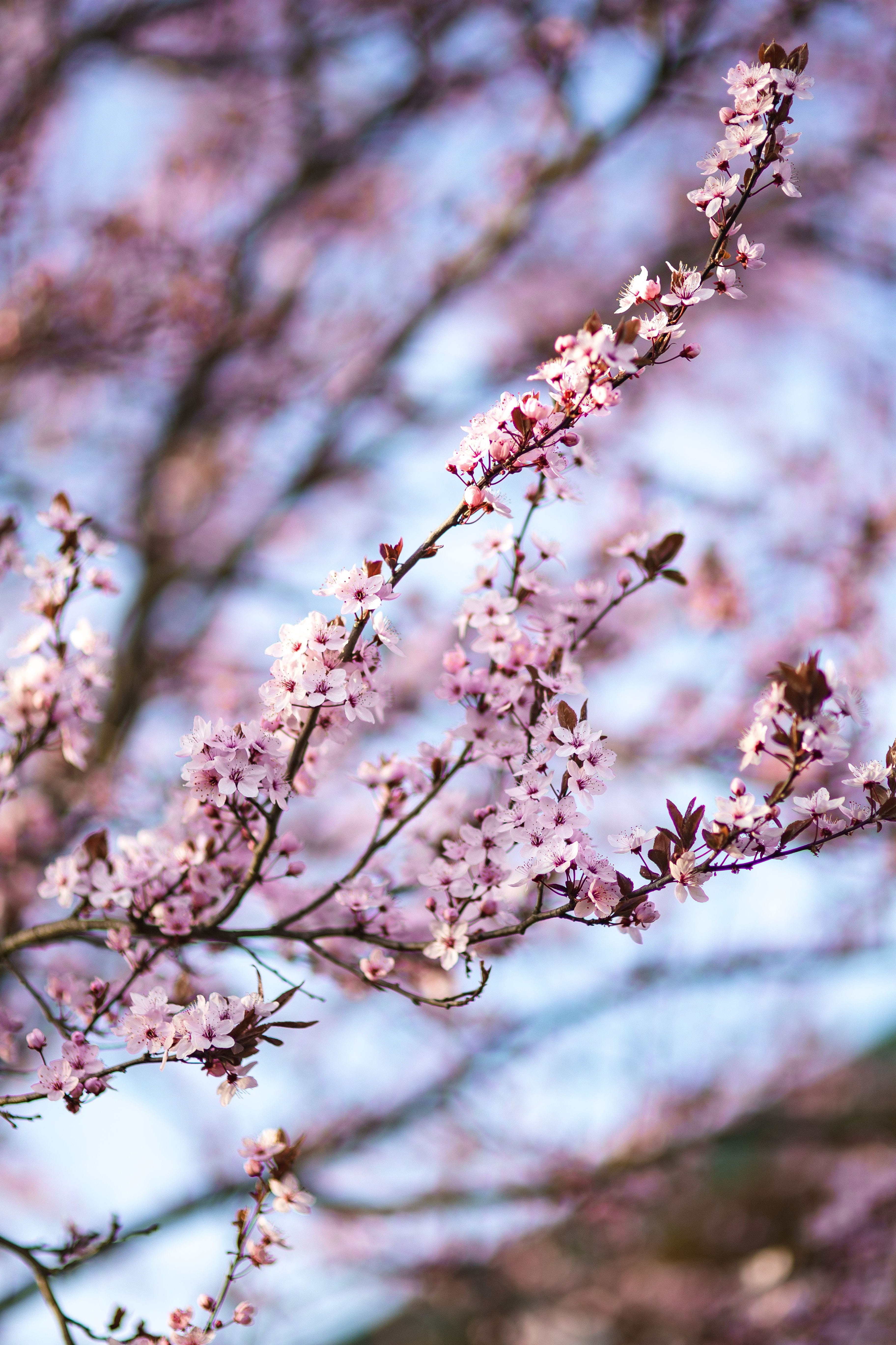 flower Head, flower, season, japan, petal, springtime, vulnerability, cherry, growth, twig, low angle view, no people, plant, fragility, pink Color, beauty In Nature, Phone HD Wallpaper