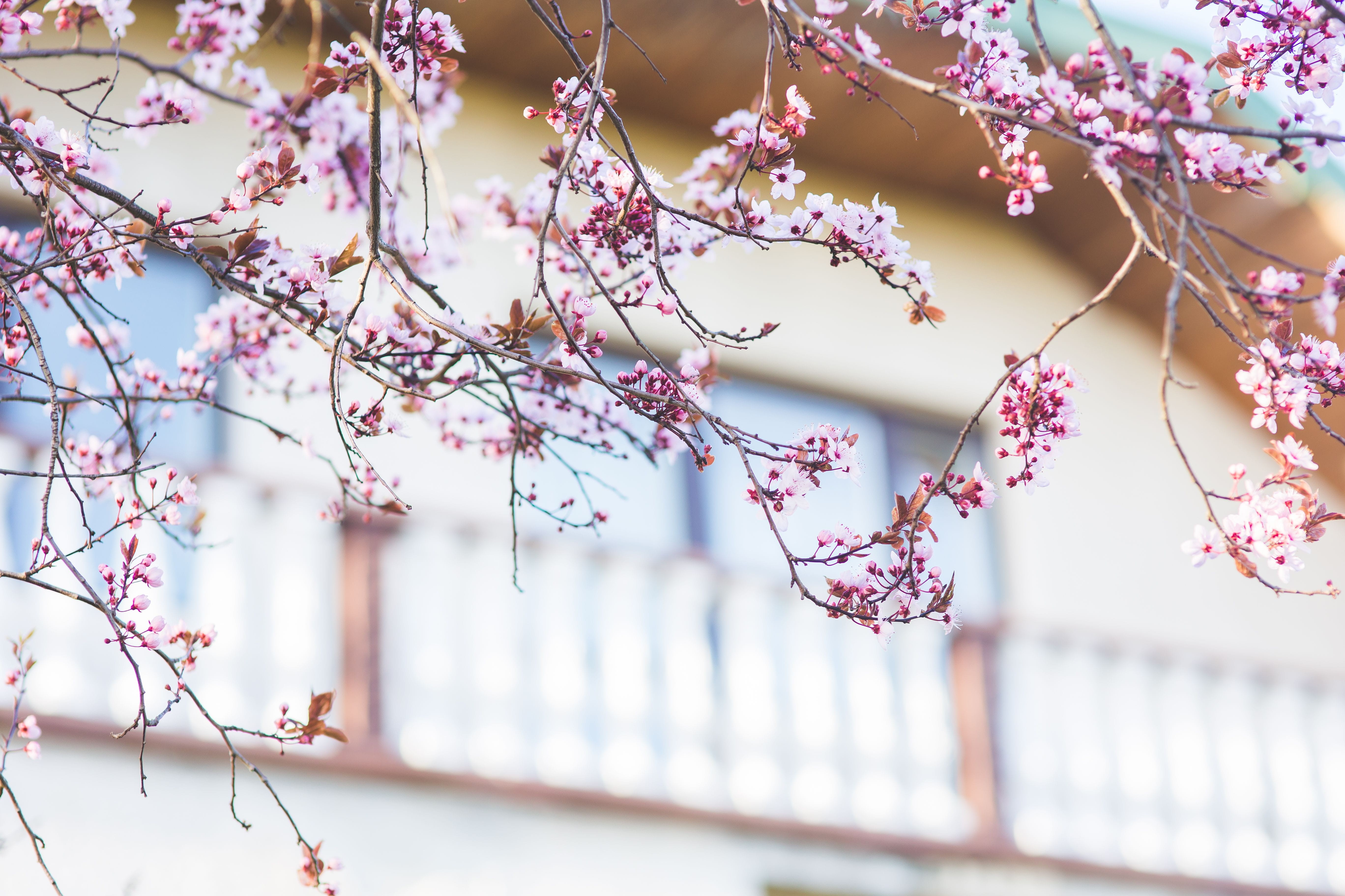 flowering plant, plant, blossom, freshness, growth, flora, flowers, season, flower Head, outdoors, branch, blue sky, selective focus, japan, pink Color, HD Wallpaper