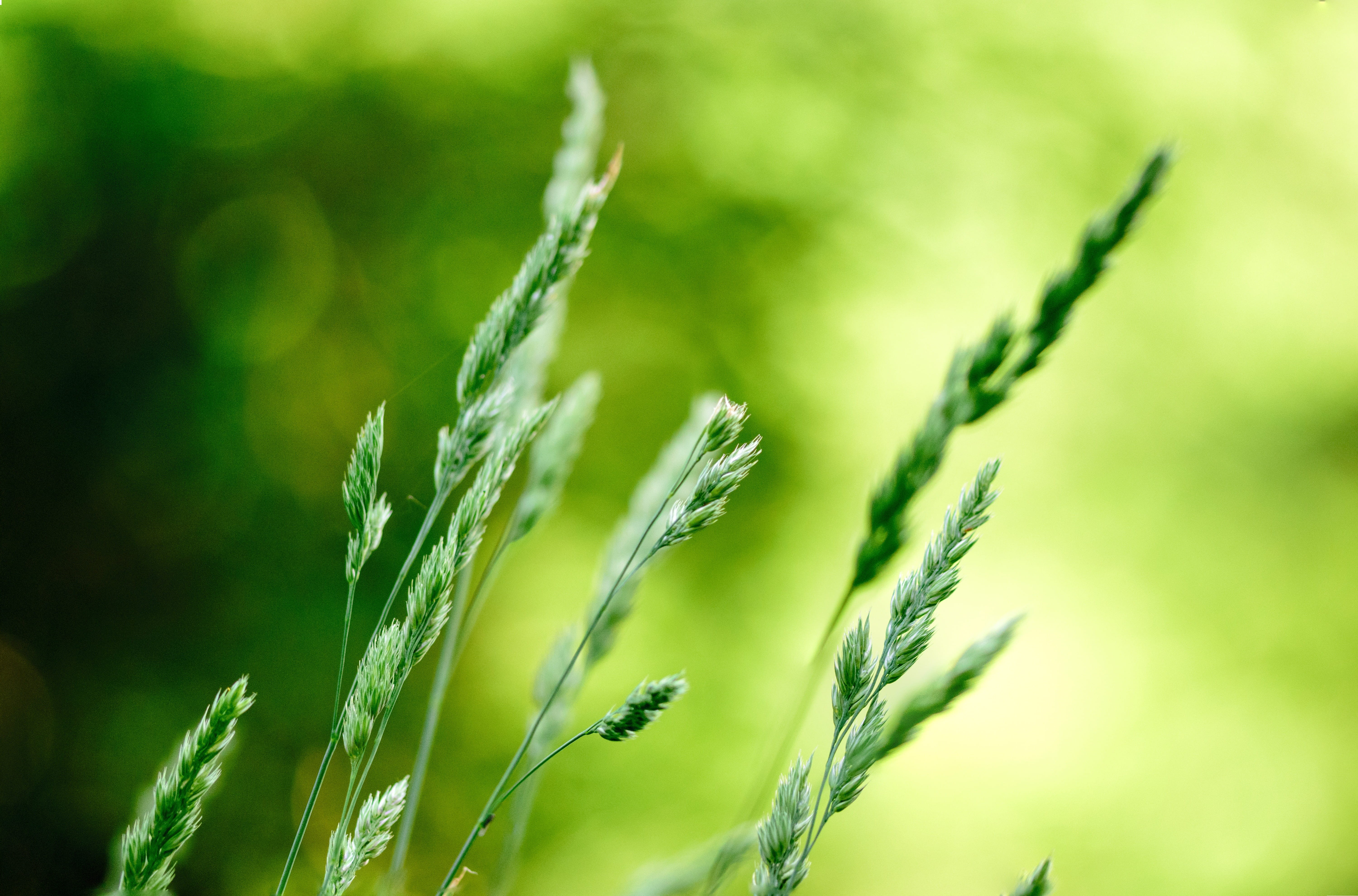 grass, photography, botanical, springtime, green, outdoors, meadow, green color, environment, blooming, vibrant color, day, red, bright, selective, land, HD Wallpaper