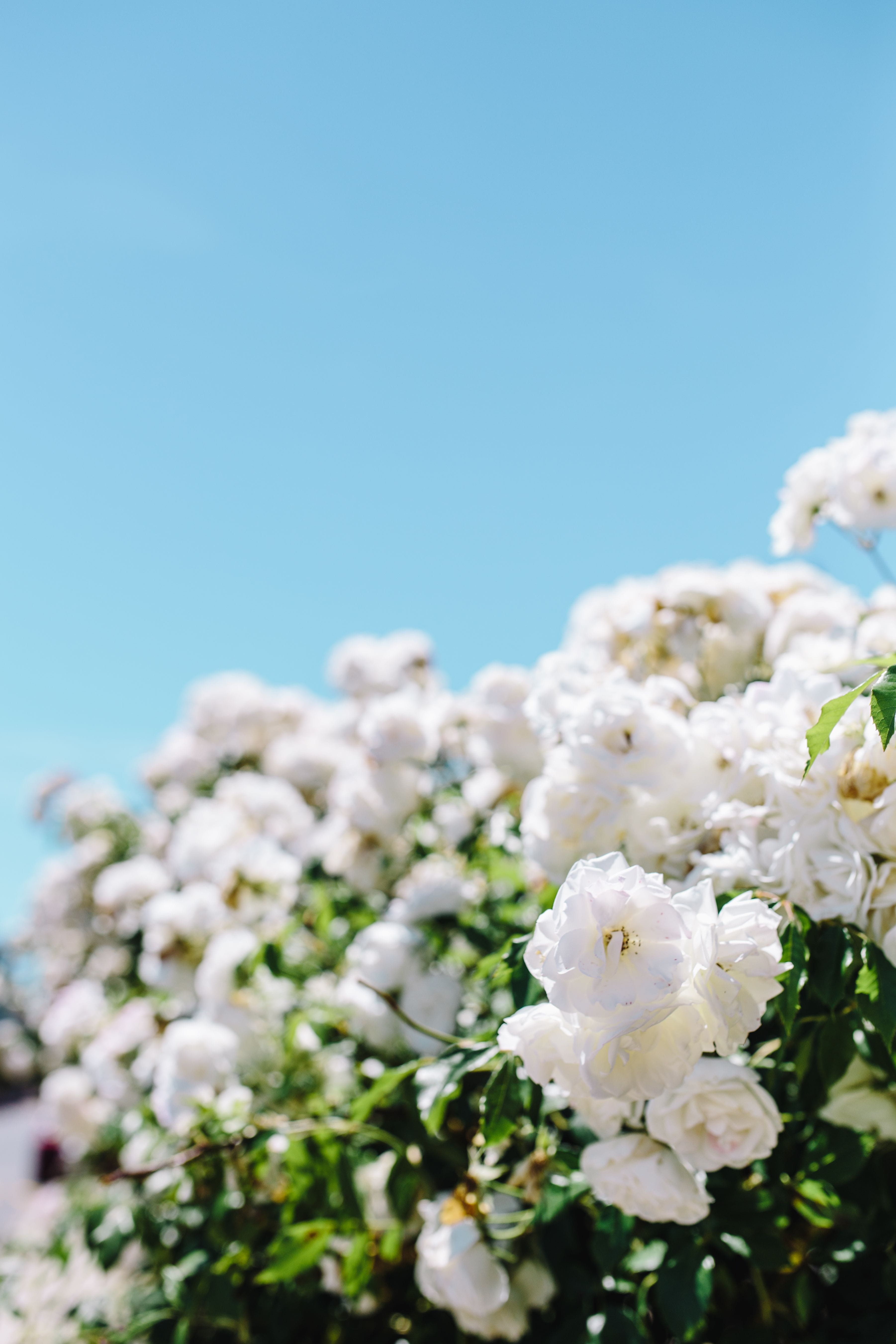flower, tree, floral, copy space, pollen, spring, pink Color, fragility, petal, blossom, season, flora, Roses, bunch of flowers, cherry tree, 5K, rose, Phone HD Wallpaper