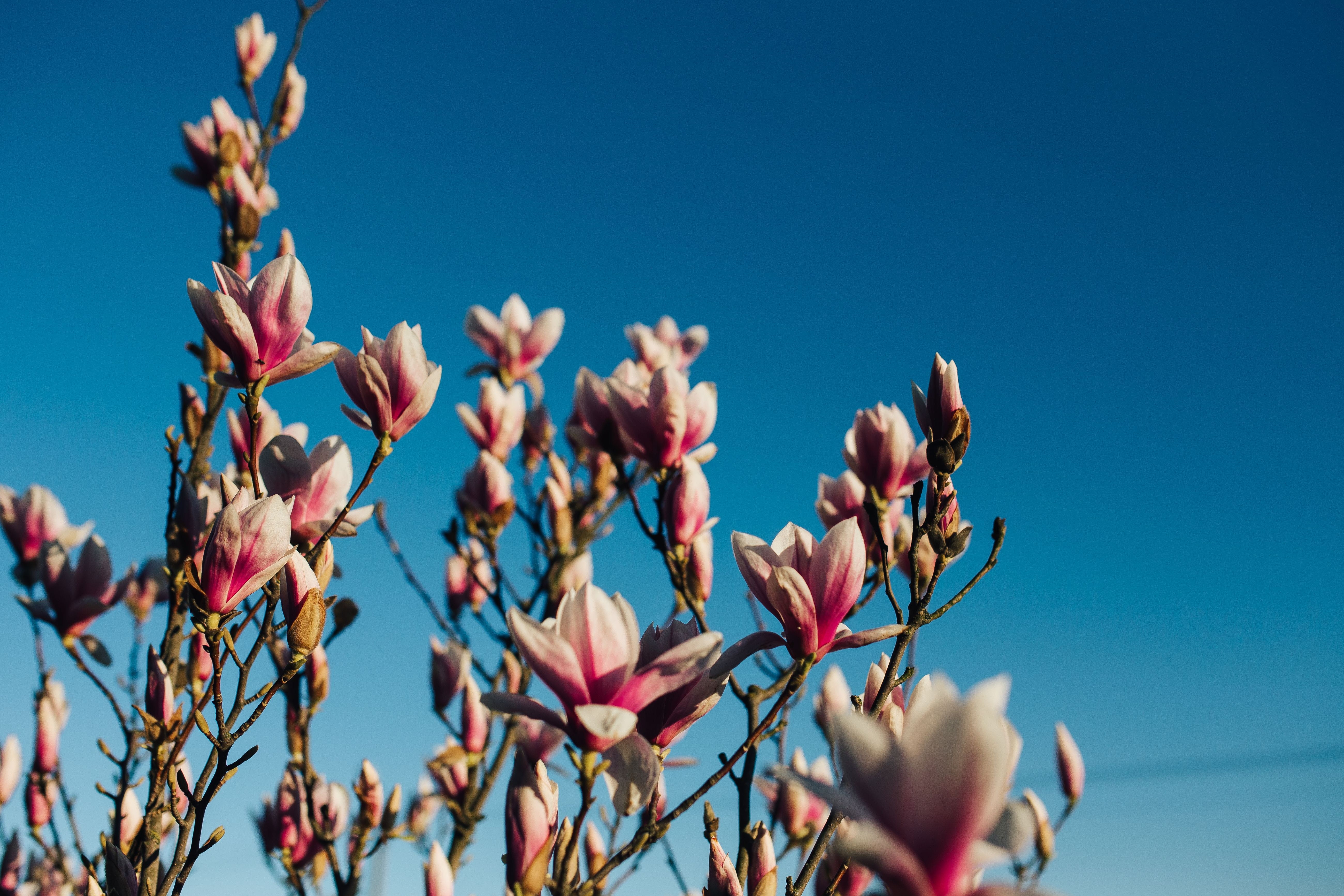 clear sky, blooming, low angle view, nature, tree, spring flowers, beauty In Nature, sky, 5K, blue, flower, branch, twig, close-up, outdoors, Pink, growth, HD Wallpaper