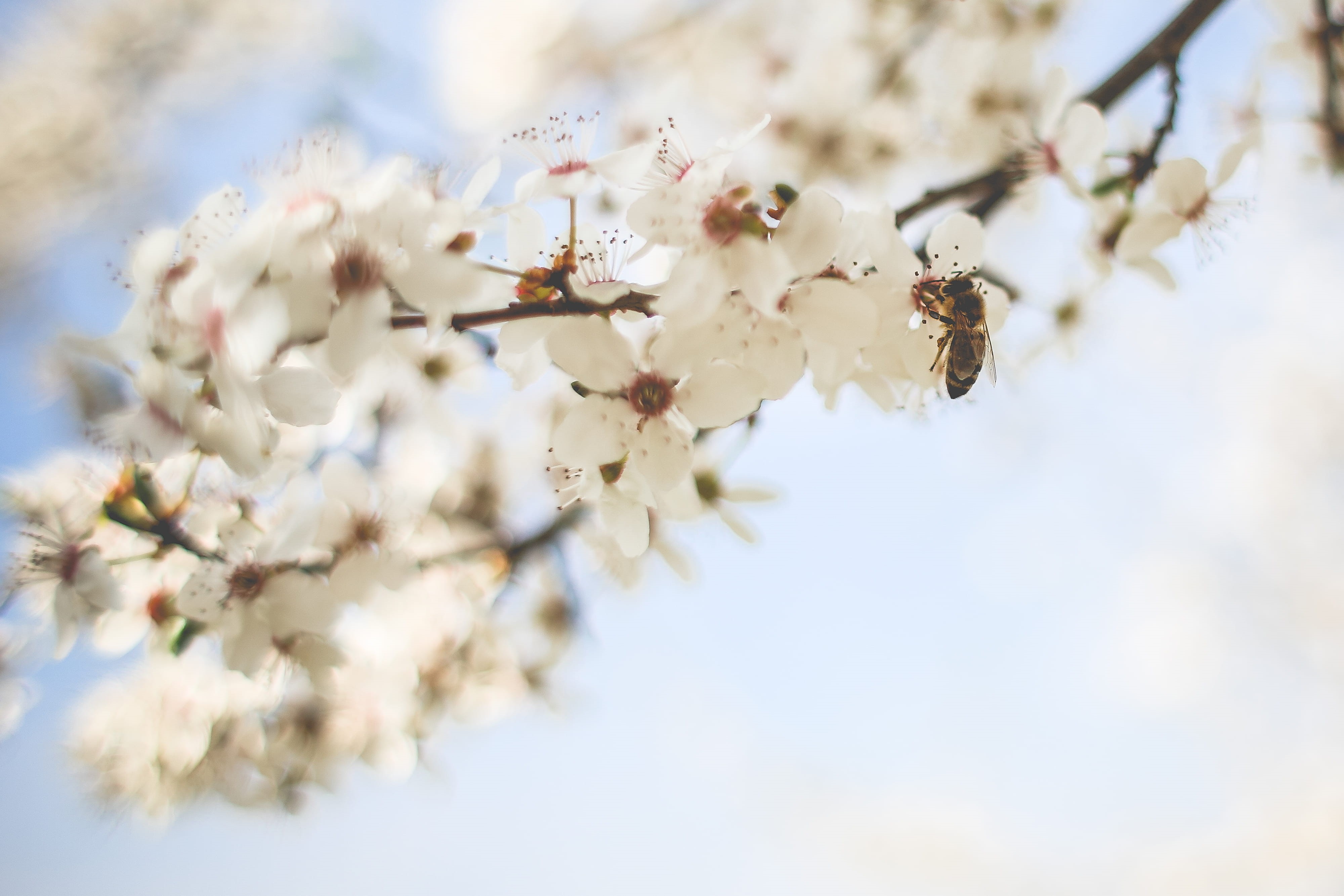 Pollinating, blooms, 4K, branch, freshness, japan, beauty In Nature, day, white color, april, season, tree, flower Head, outdoors, no people, selective focus, HD Wallpaper