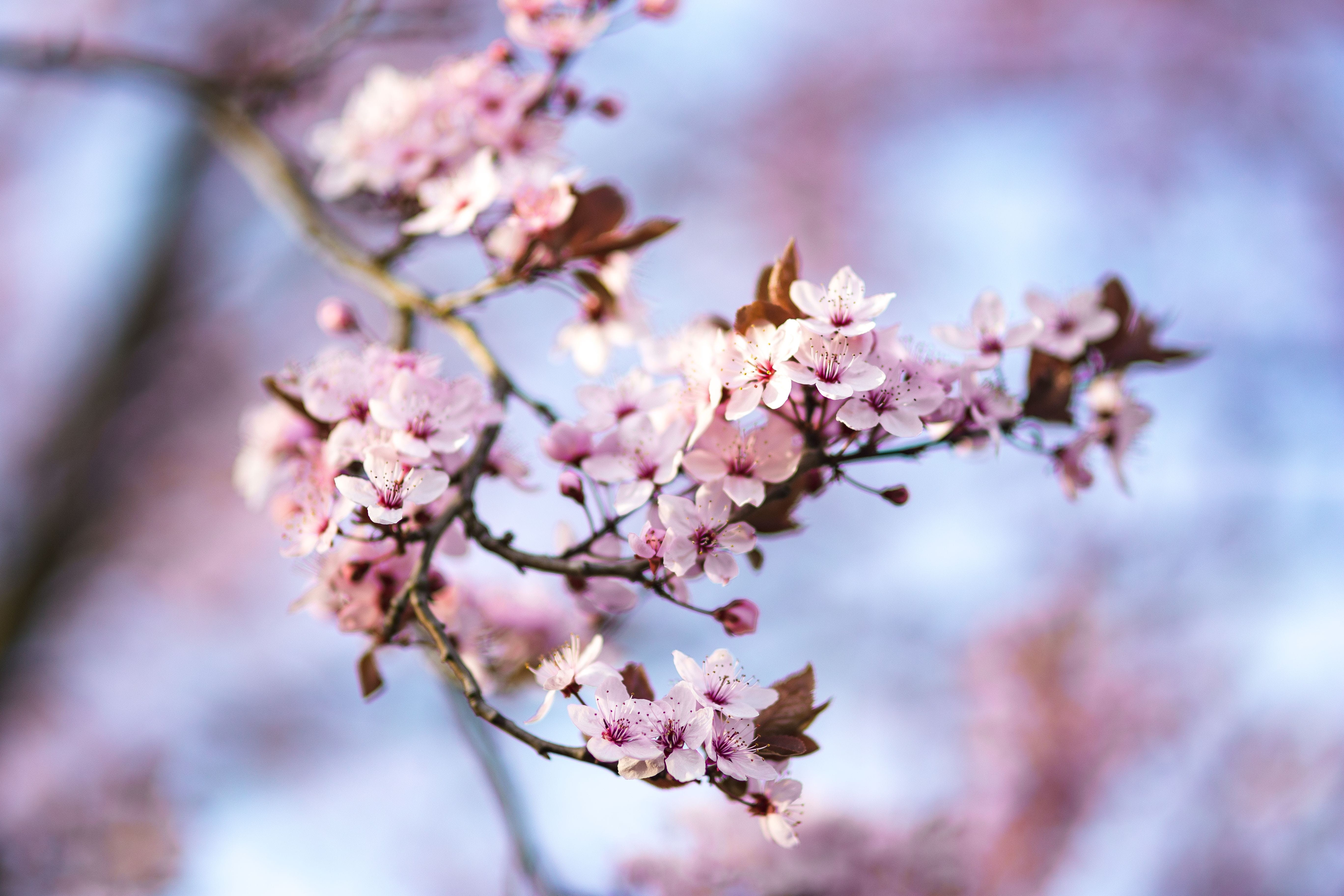 cherry tree, pink Color, fragility, flower Head, outdoors, growth, tree, nature, springtime, freshness, japan, season, Pink, blossom, petal, blooming, spring, HD Wallpaper