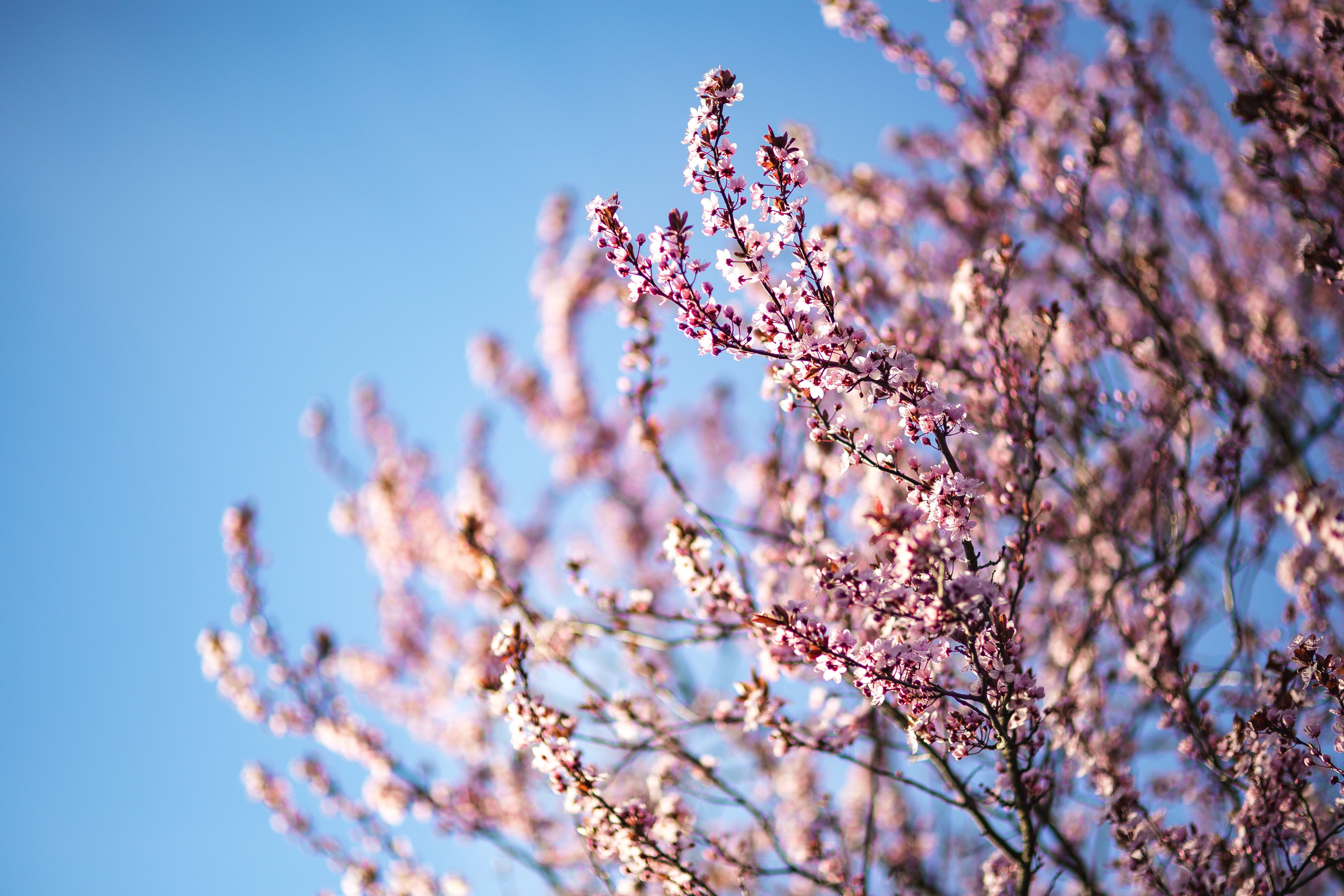 growth, pink Color, twig, focus on foreground, flower, low angle view, flora, nature, cherry tree, season, blue, flowers, sky, spring, flower Head, close-up, HD Wallpaper