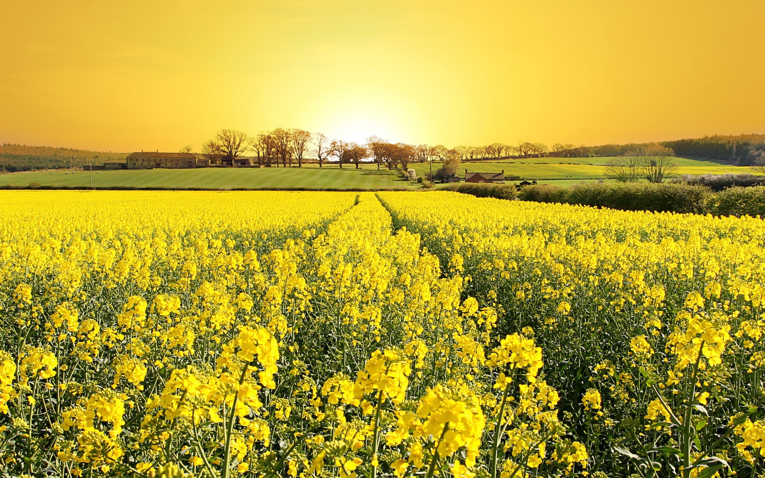 agriculture, tranquil scene, beauty in nature, oilseed rape, crop, sunlight, landscape, scenics - nature, flowering plant, yellow, freshness, growth, flowers, HD Wallpaper