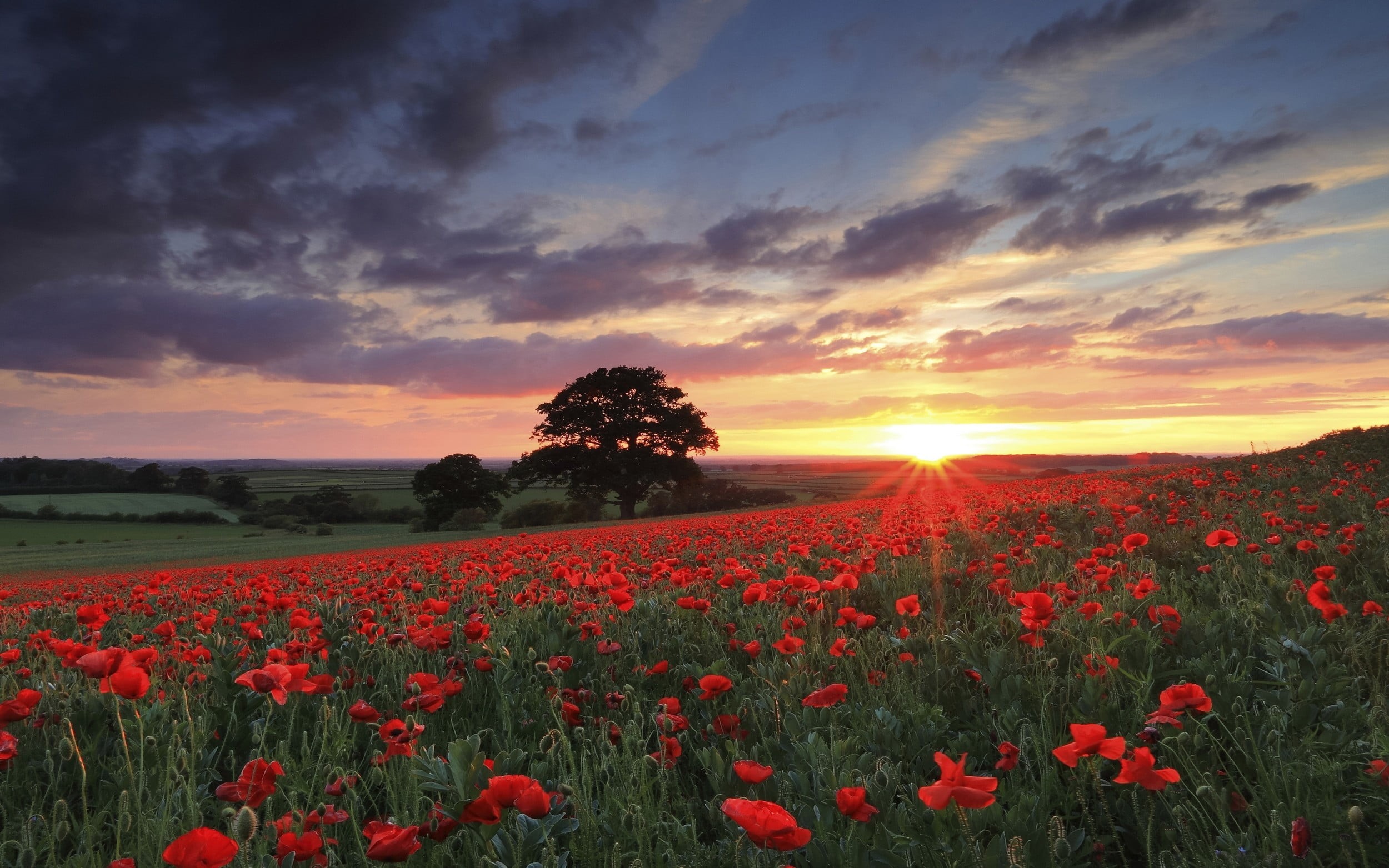 sunset, flower head, 1080P, no people, red, environment, flowerbed, tranquility, bed, outdoors, field, flowering plant, spring, growth, springtime, fragility, HD Wallpaper