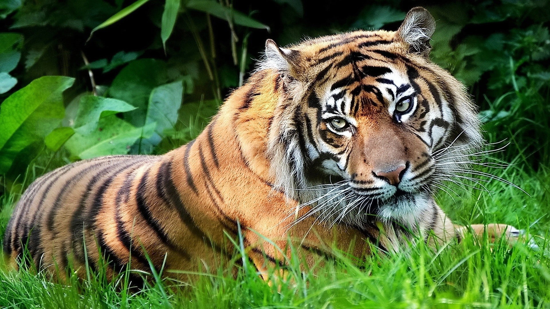 wildlife, big cats, animals, 1080P, feline, nature, tiger, HD Wallpaper