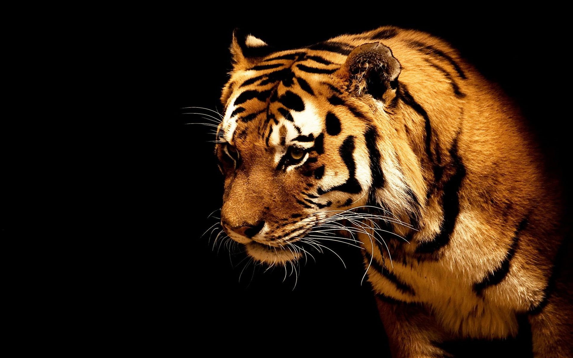 vertebrate, close-up, big cats, feline, animals, no people, yellow, studio shot, cat, black background, animals in the wild, animal themes, animal, animal wildlife, HD Wallpaper