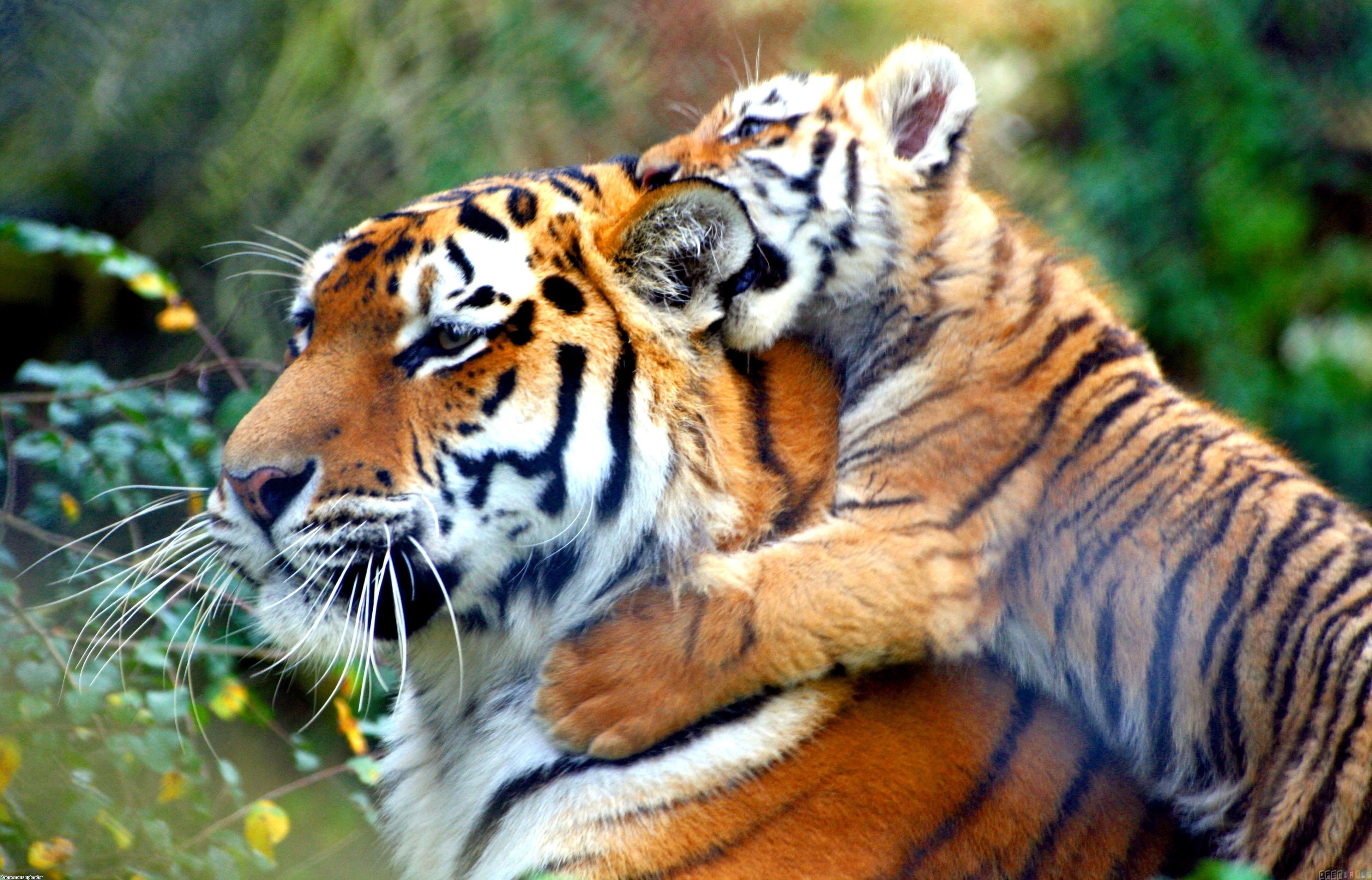 striped, vertebrate, zoo, tiger, animal, animal body part, carnivora, focus on foreground, big cat, no people, animals in the wild, animal head, whisker, HD Wallpaper
