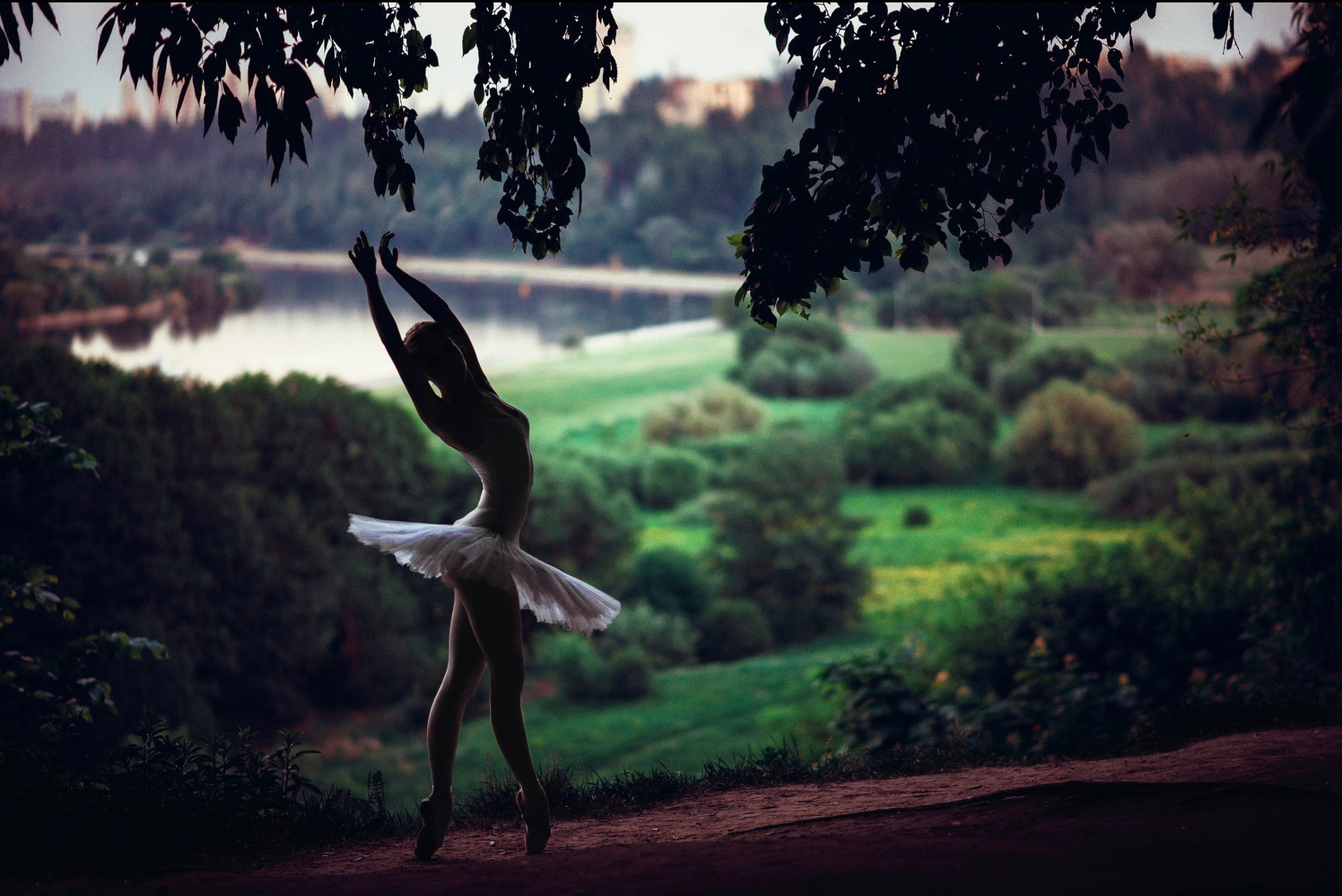 animal wildlife, full length, bird, plant, mid-air, nature, no people, animal, motion, spread wings, flying, focus on foreground, one animal, ballerina, HD Wallpaper