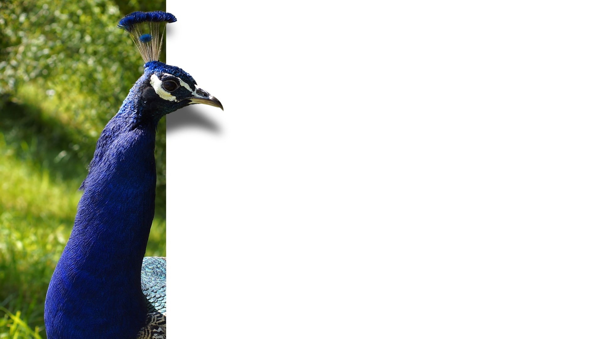 animal wildlife, outdoors, beak, animal body part, nature, animal, ebv, focus on foreground, bird, animal head, animal themes, map, beauty in nature, blue, HD Wallpaper