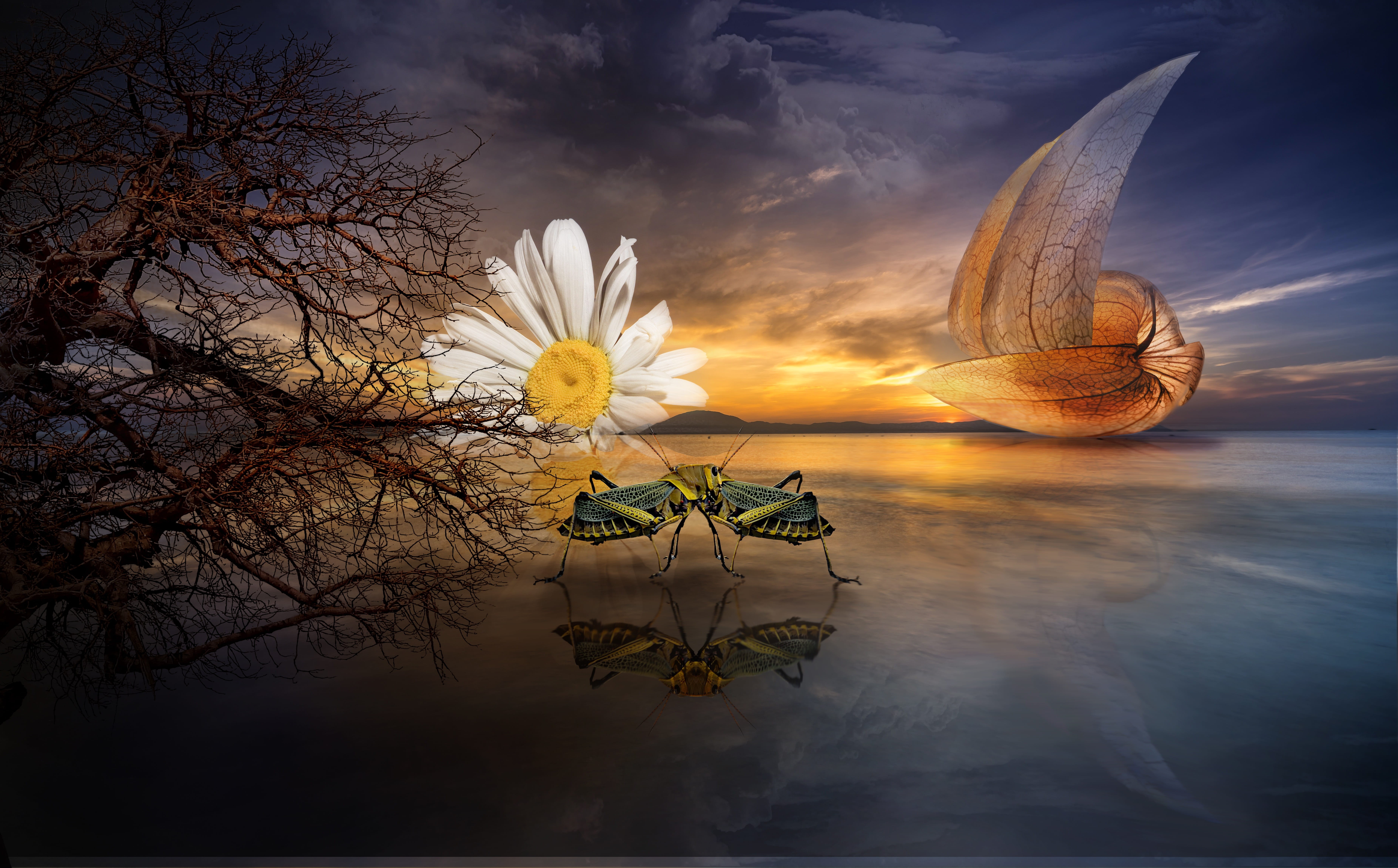 fantastic, digital composite, vulnerability, boat, plant, dreams, mood, cloud - sky, photomontage, cover, flower head, dream, grasshopper, dark, beauty in nature, HD Wallpaper