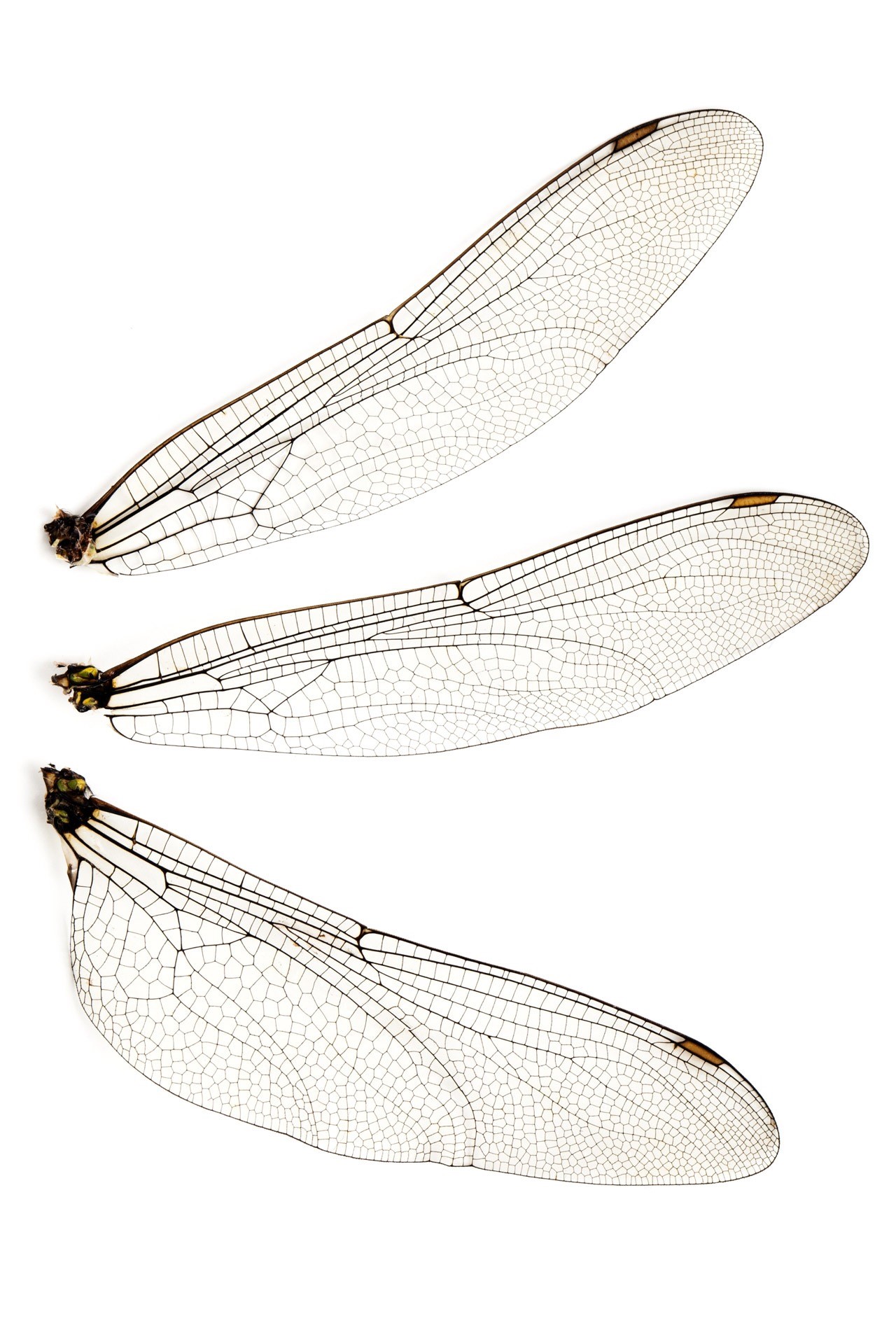 beauty in nature, fragile, texture, animal Wing, animals in the wild, copy space, 1080P, wing, nature, natural pattern, pattern, indoors, insect, dragonfly, Phone HD Wallpaper