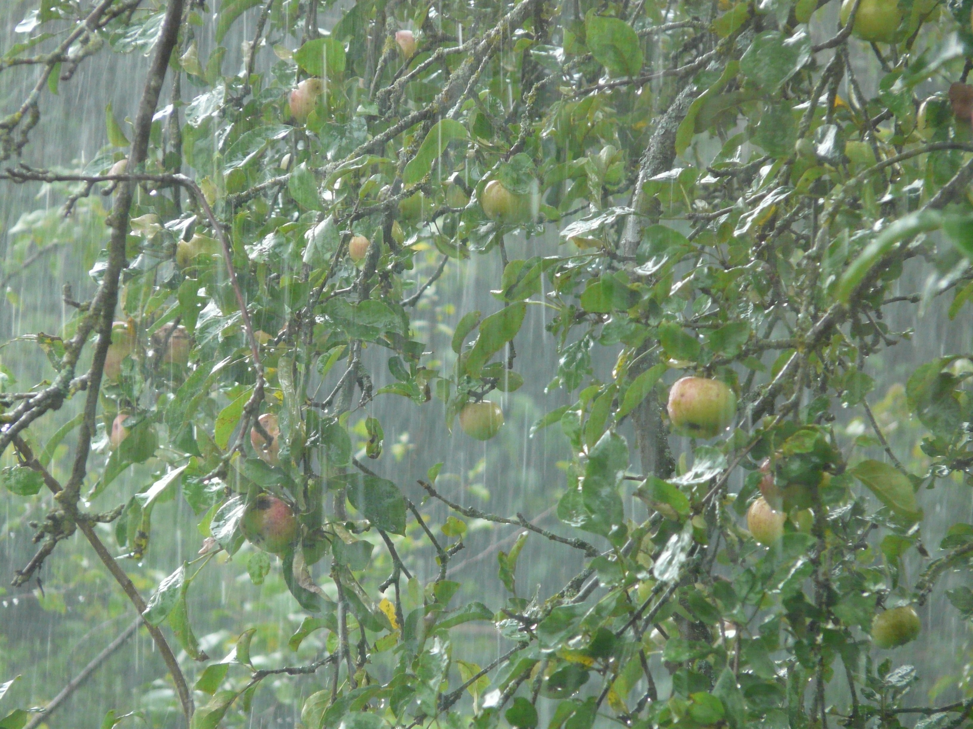 green color, rainstorm, fruit, close-up, full frame, leaf, downpour, nature, apple tree, tree, food, plant part, growth, freshness, storm, raindrop, shiver, HD Wallpaper