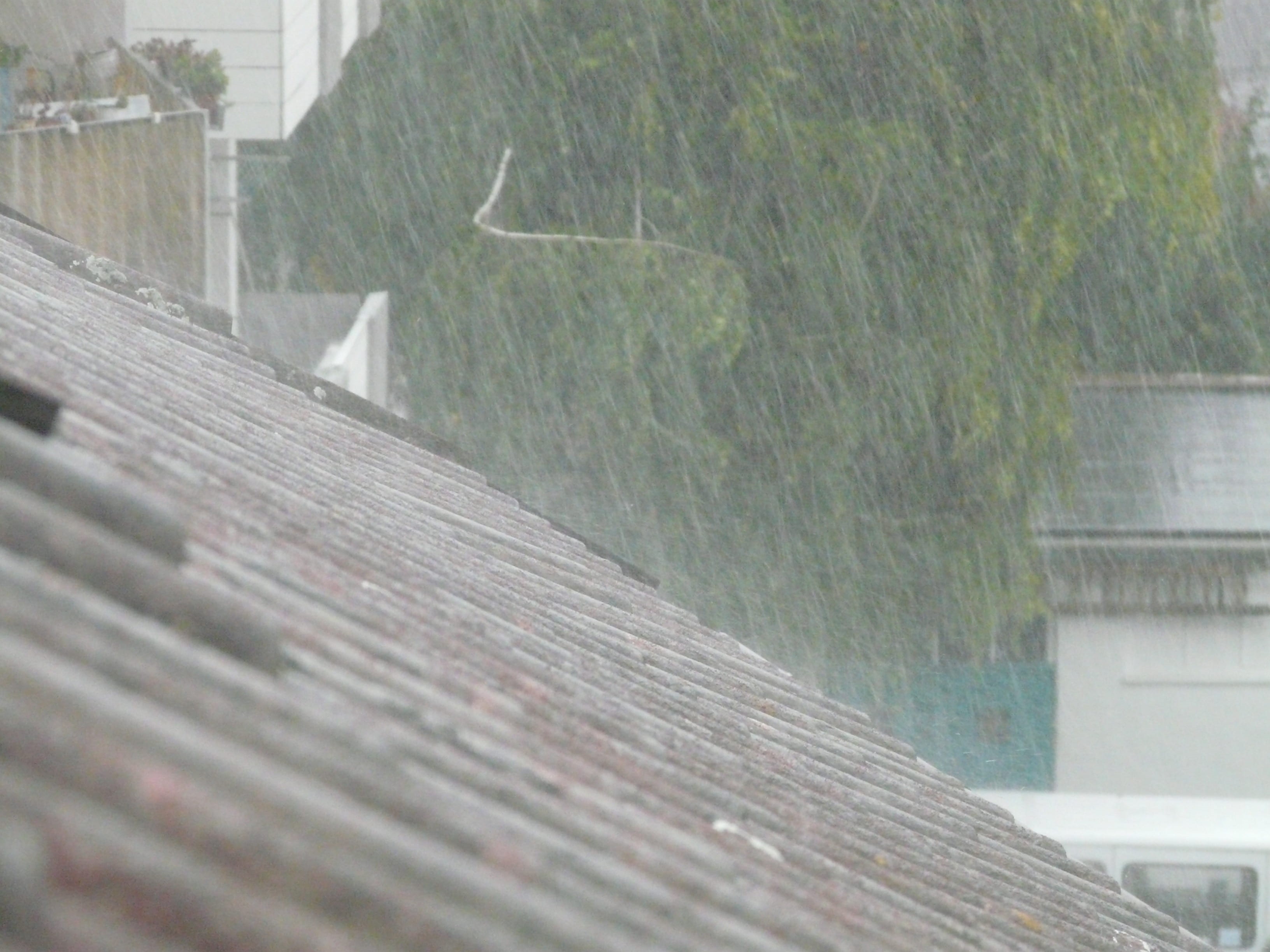 mammal, bad water, downpour, built structure, storm, city, nature, shiver, outdoors, trist, day, rainstorm, 2K, vertebrate, roof, roofing, raindrop, selective focus, HD Wallpaper