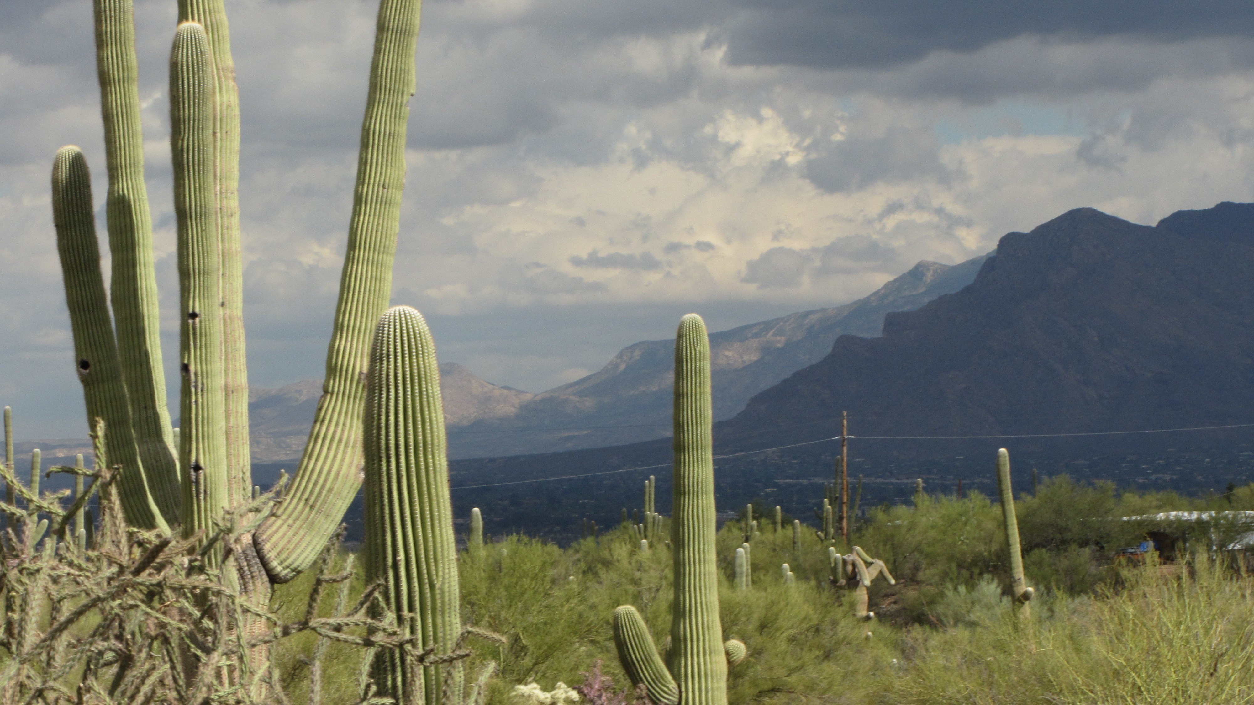 non-urban scene, cloud - sky, scenics - nature, plant, tranquility, arizona, outdoors, saguaro, beauty in nature, scenics, arid climate, environment, succulent plant, HD Wallpaper