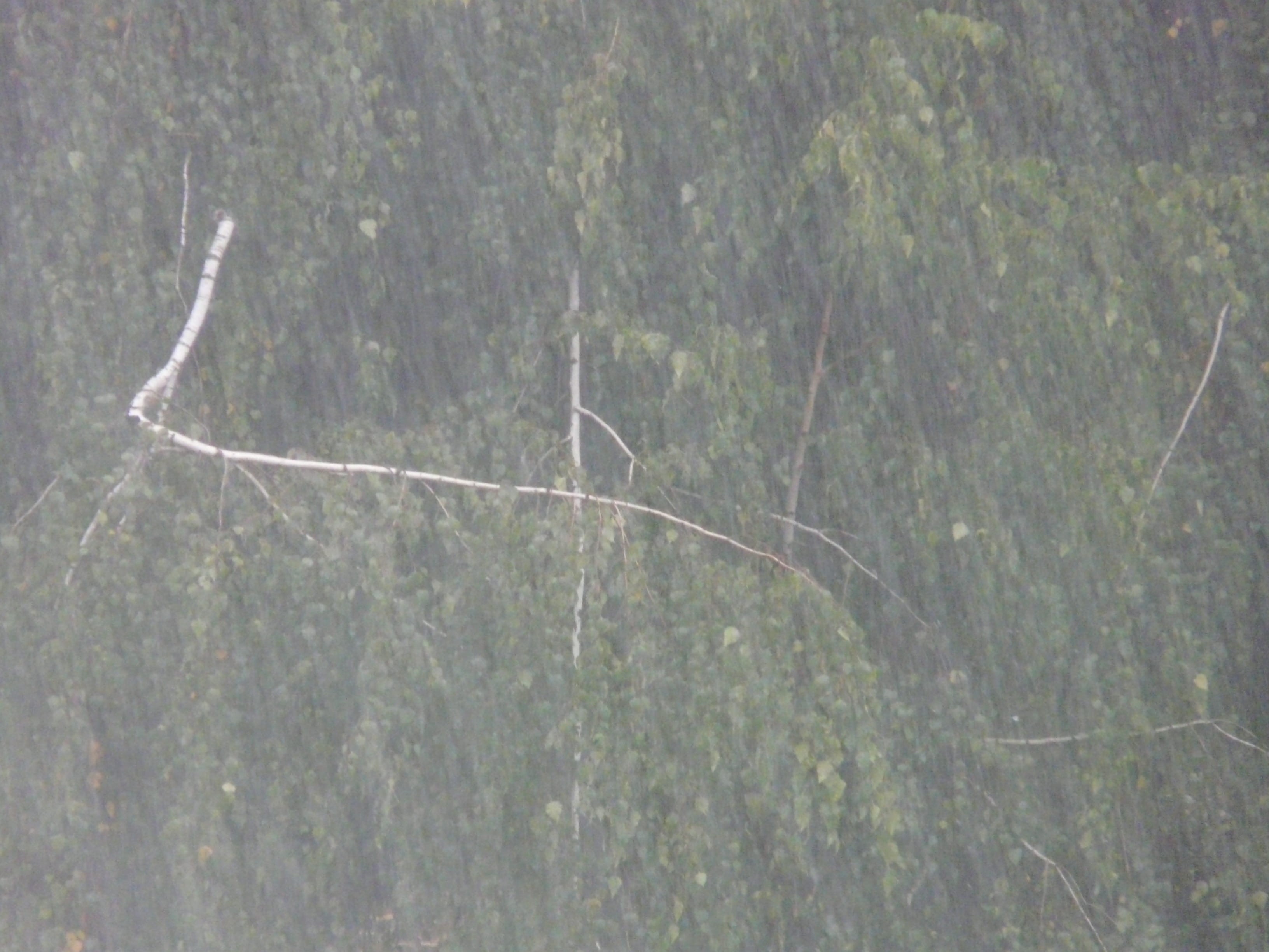 branch, land, barren, Rainstorm, day, close-up, outdoors, bad water, Downpour, environment, 2K, animal wildlife, green color, raindrop, water, Wet, one animal, HD Wallpaper