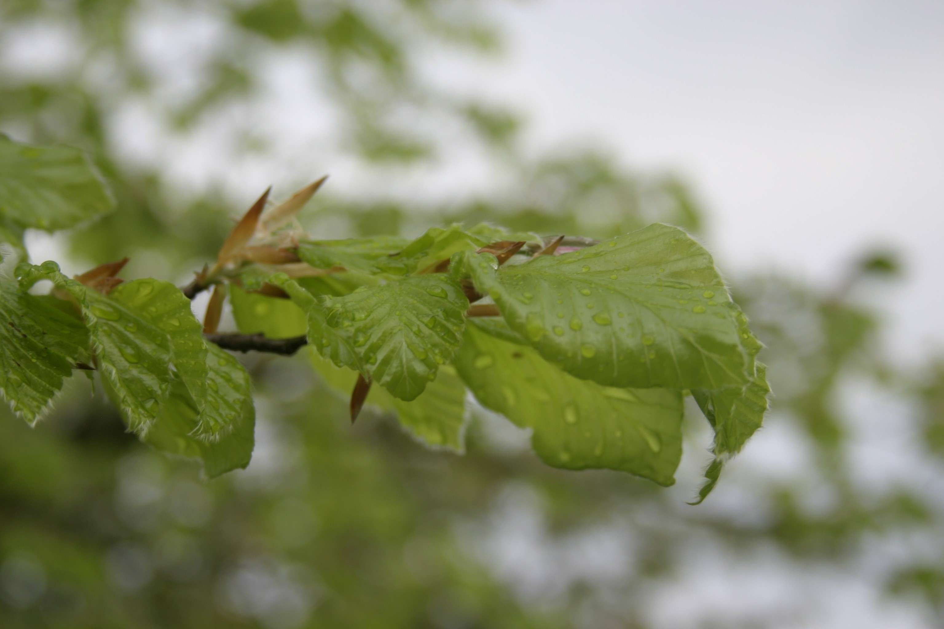 public record, vulnerability, rain, leaves, growth, food and drink, shiver, rainstorm, downpour, outdoors, branch, green color, plant part, plant, spring, HD Wallpaper