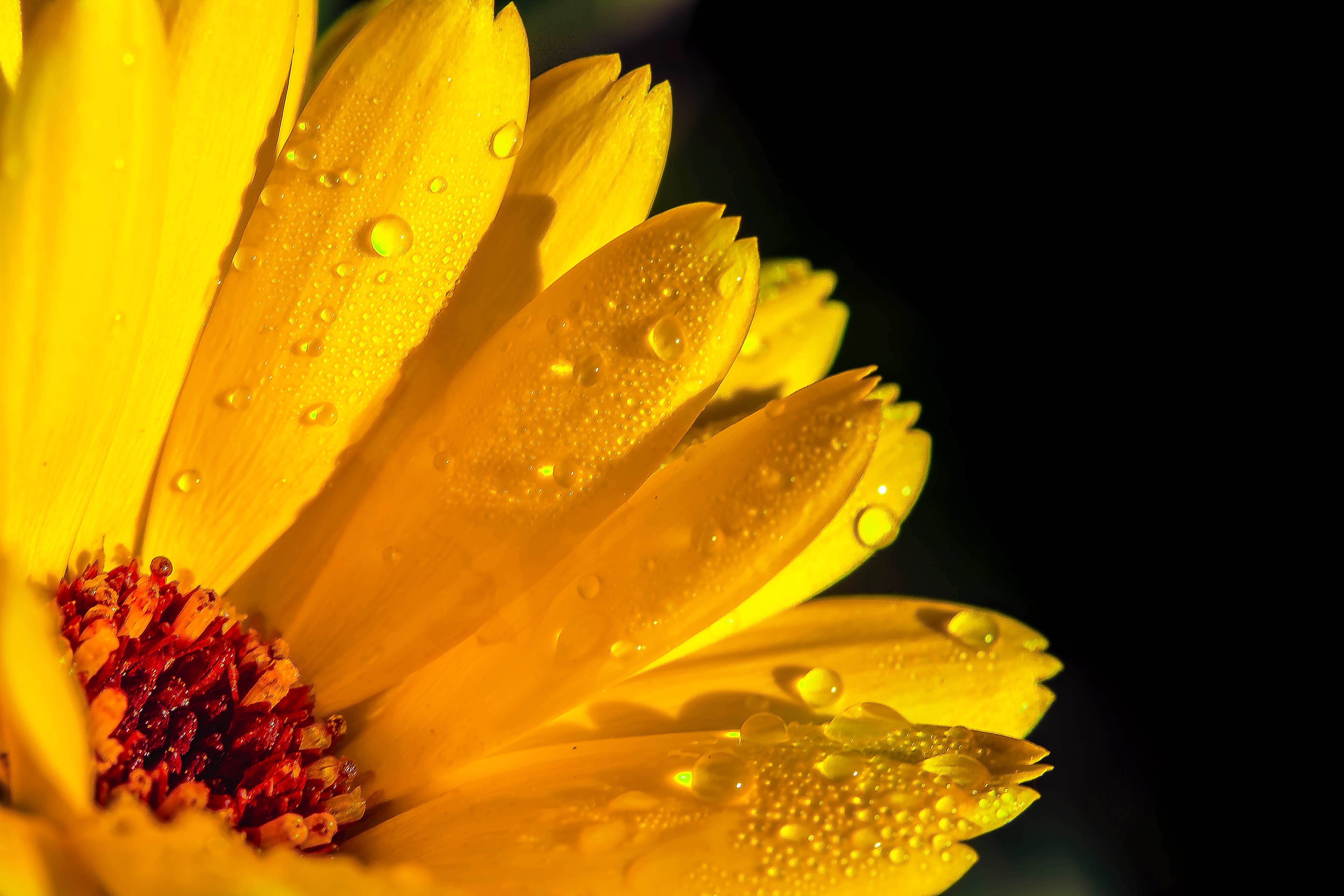 yellow, fragility, drop, marigold, beauty in nature, flower head, purity, 5K, close, bloom, summer flower, nature, wet, water, rain, blossom, medicinal plant, HD Wallpaper