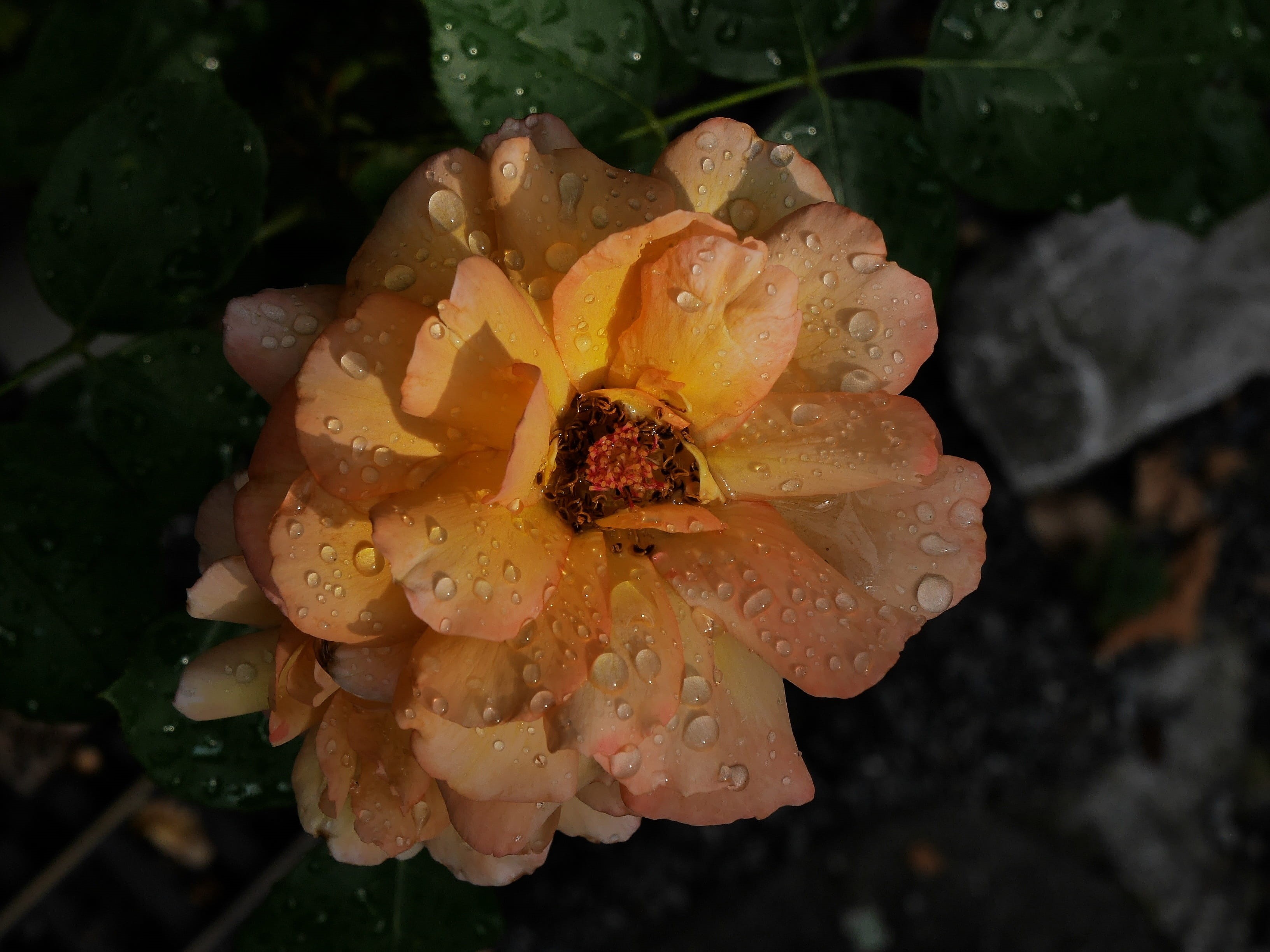 outdoors, 2K, close-up, purity, rainy season, freshness, rain, drop, focus on foreground, run off, beauty in nature, water, rose, flower, light, pollen, HD Wallpaper