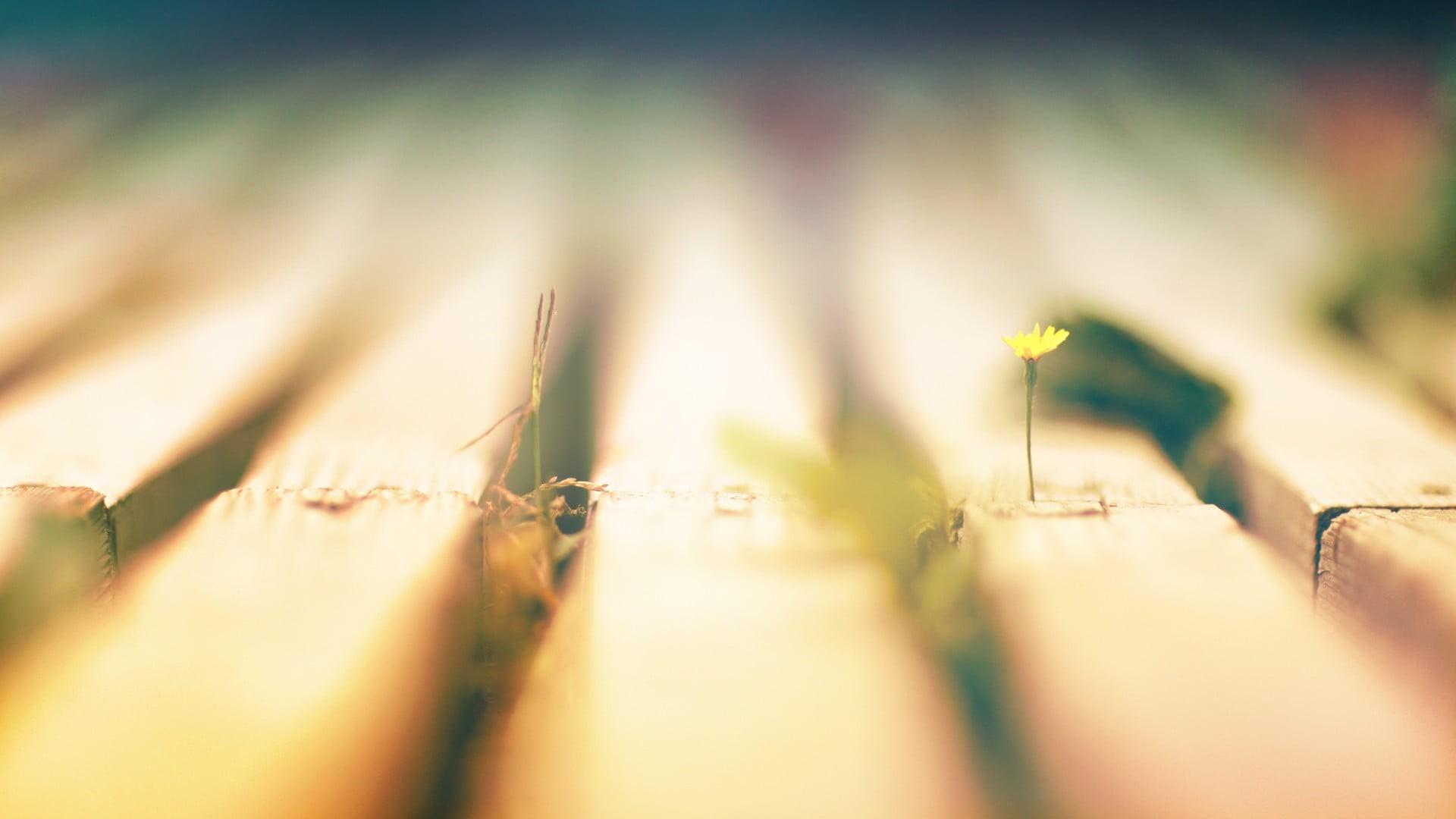 full frame, beauty in nature, field, food and drink, fragility, selective focus, 1080P, landscape, sunlight, agriculture, no people, plants, wood, crop, HD Wallpaper