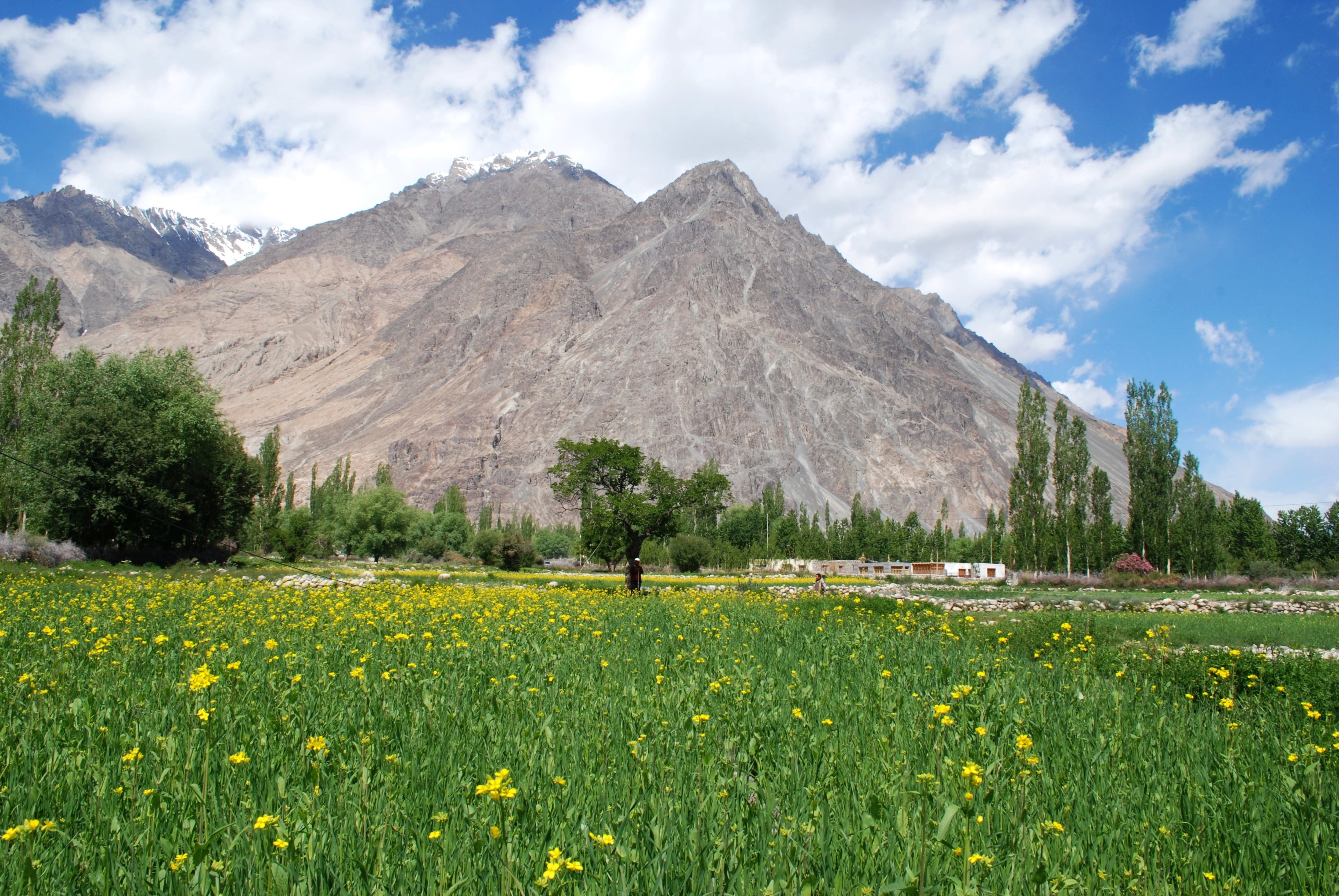 mountain, Ladakh, near, field, Nubra, yellow, landscape, outdoors, India, summer, sky, cloudy, 4K, meadow, flower, nature, HD Wallpaper