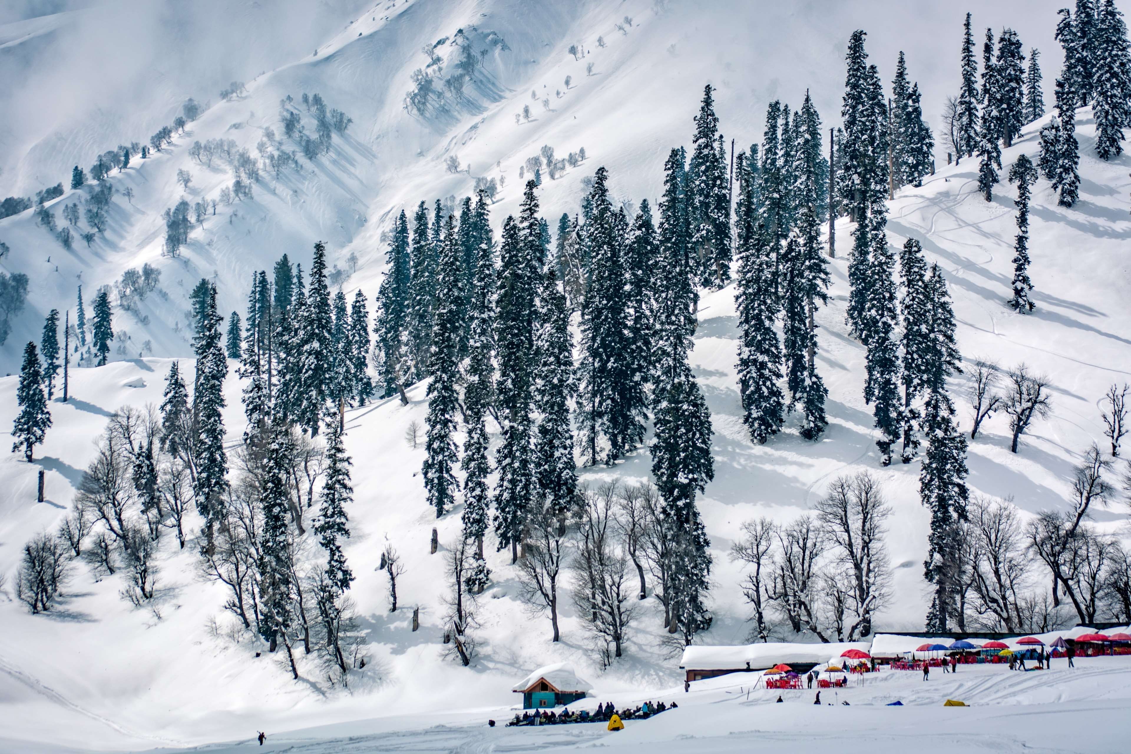 coniferous tree, white color, skiing, gulmarg, outdoors, kashmir, pine tree, snowcapped mountain, landscape, 4K, non-urban scene, day, view, mountain, HD Wallpaper
