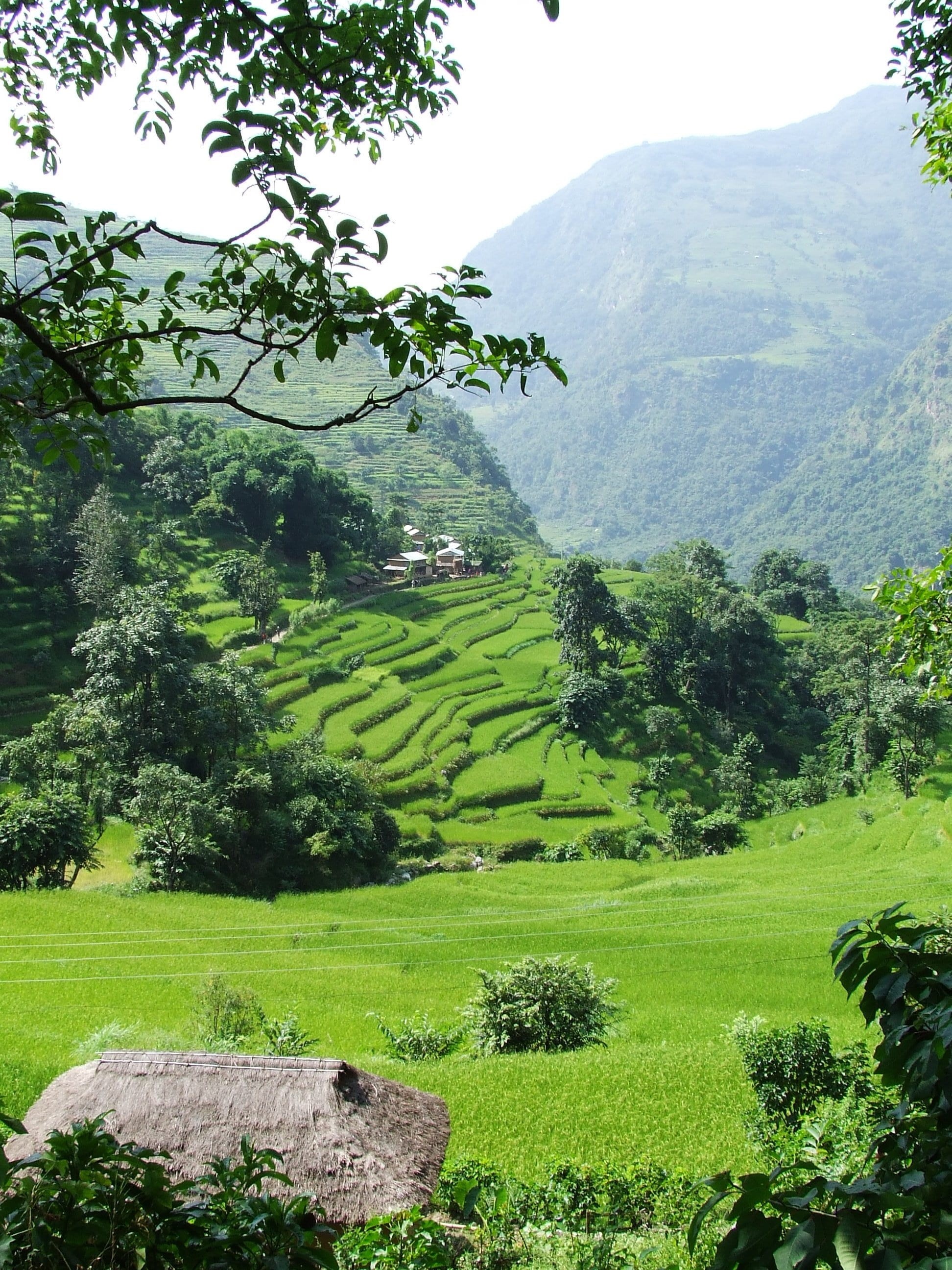 tranquil scene, nepal, non-urban scene, nature, growth, green, environment, outdoors, beauty in nature, tranquility, idyllic, annapurna, summer, no people, Phone HD Wallpaper