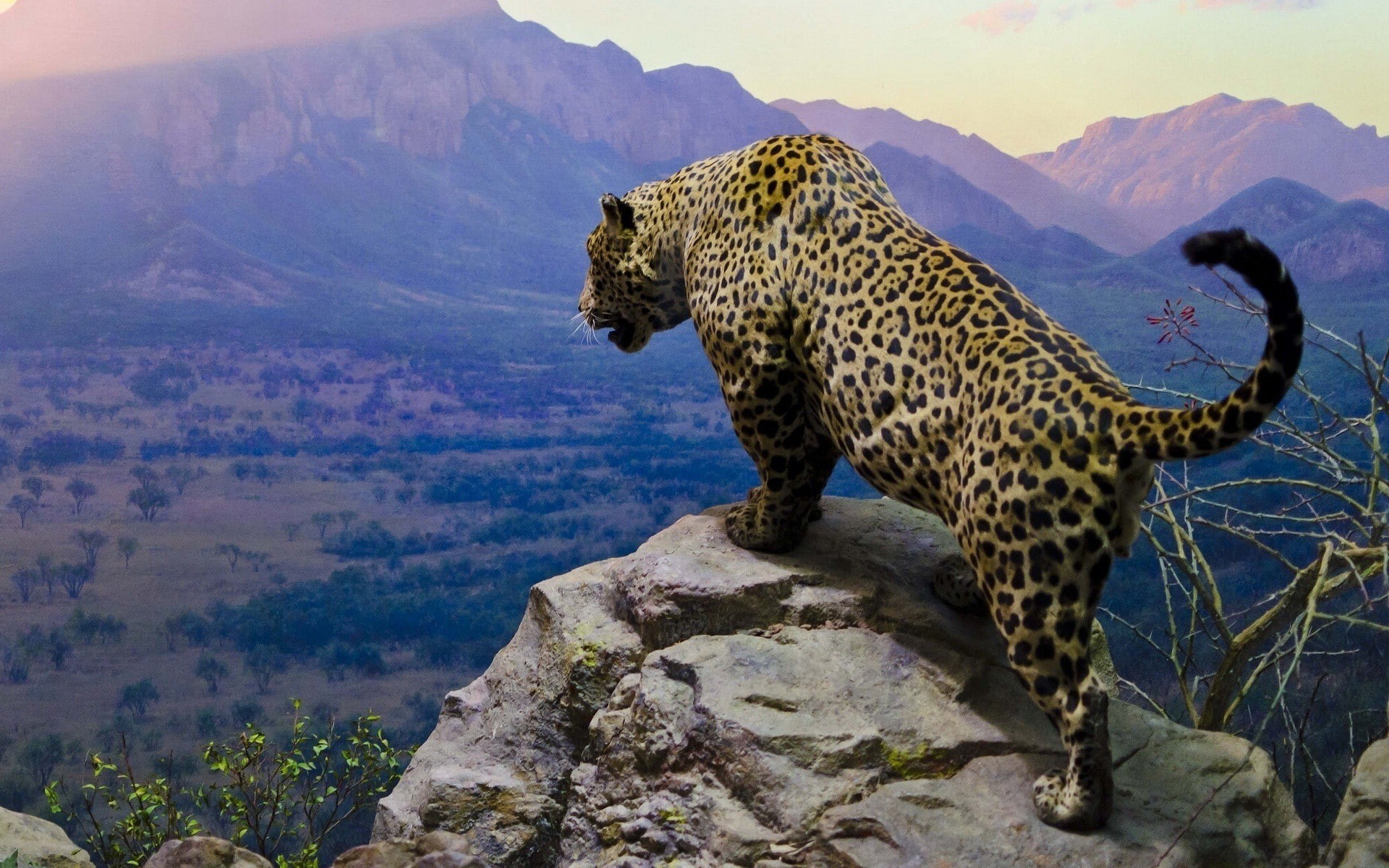mountains, moutains, cats, Jaguar, animal, leopard, 1080P, sky, HD Wallpaper