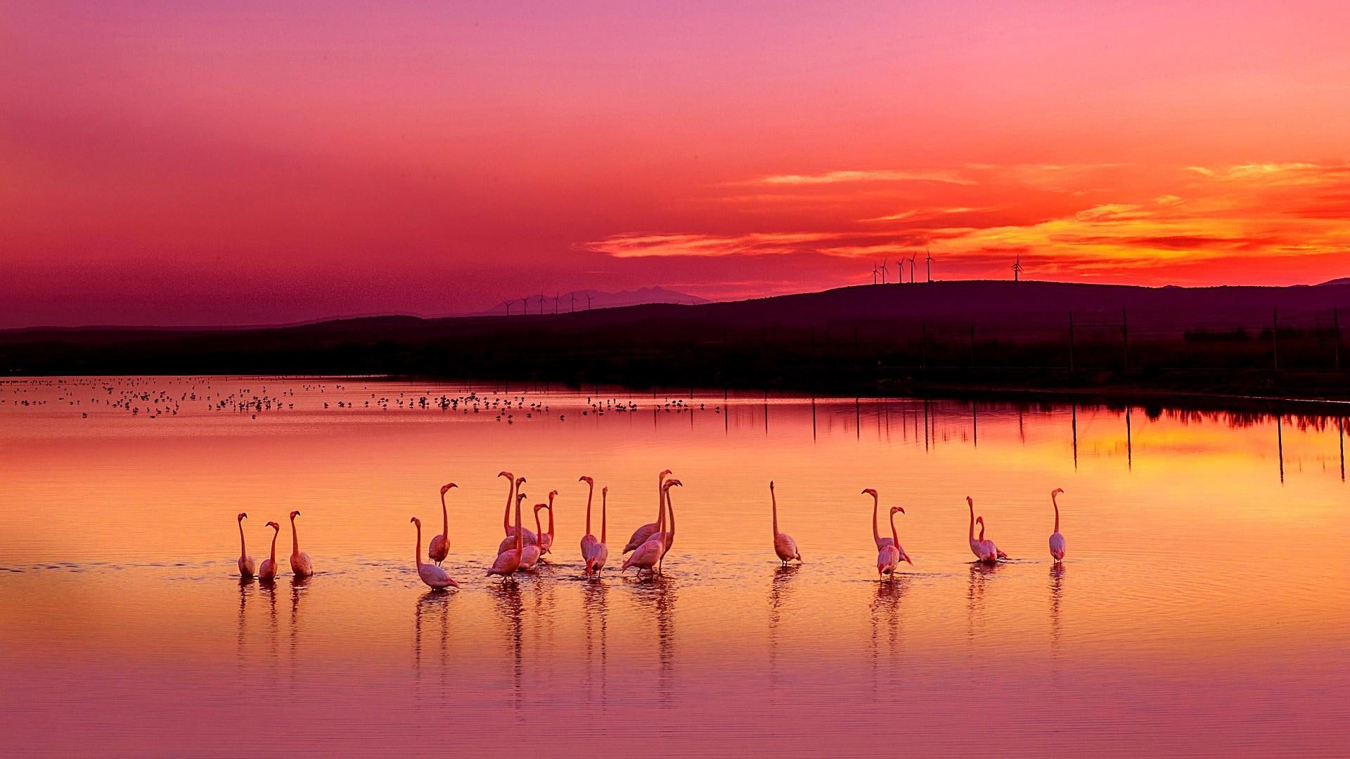 lagoon, europe, reflection, red sky, flamingo, sunset, dusk, afterglow, 1080P, pink sky, pond, birds, france, water, palavas les flots, calm, horizon, HD Wallpaper