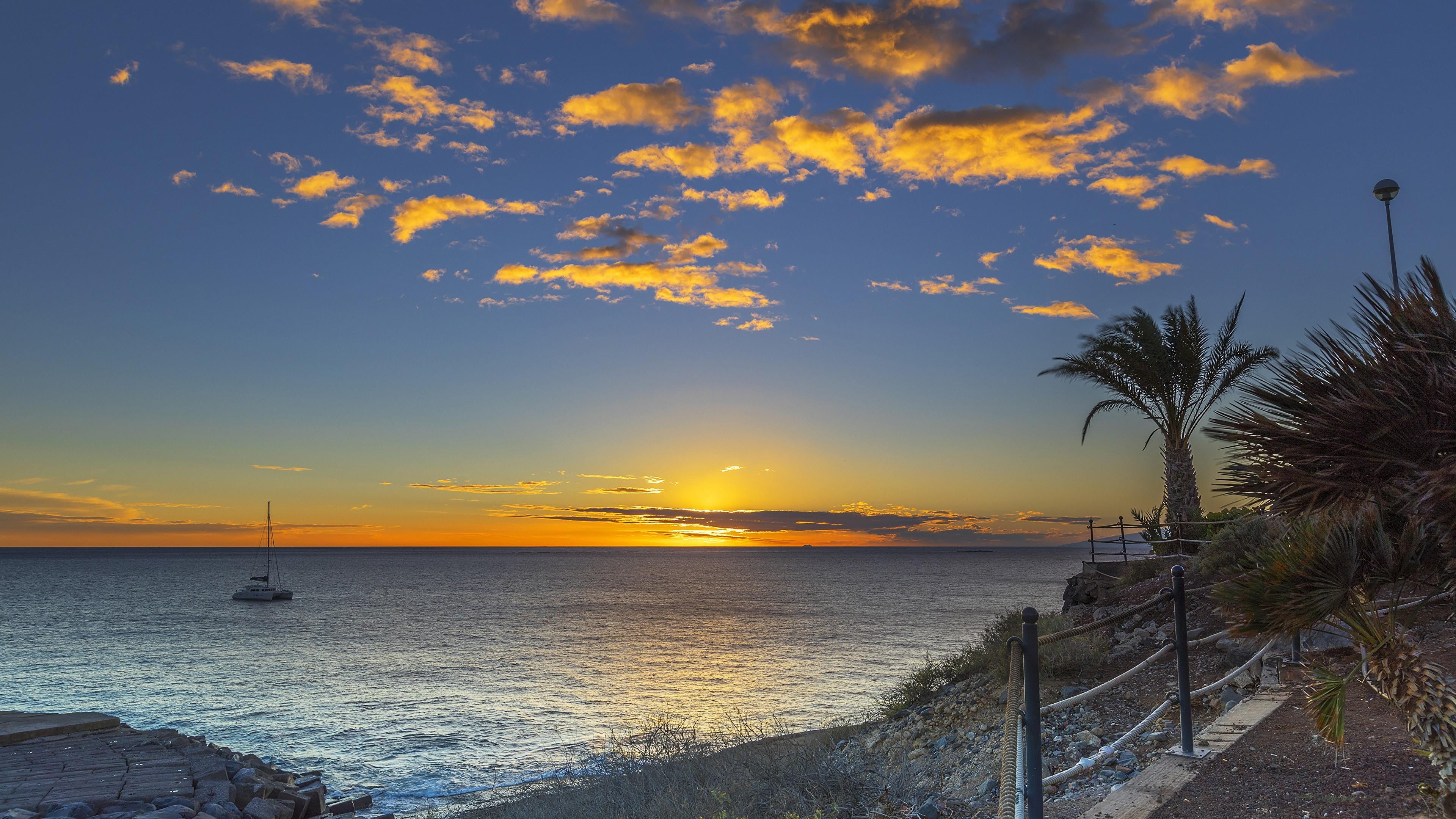 coconut palm tree, outdoors, beauty in nature, morning, no people, playa fanabe, shore, tranquility, water, orange color, canary islands, sky, tree, 4K, HD Wallpaper