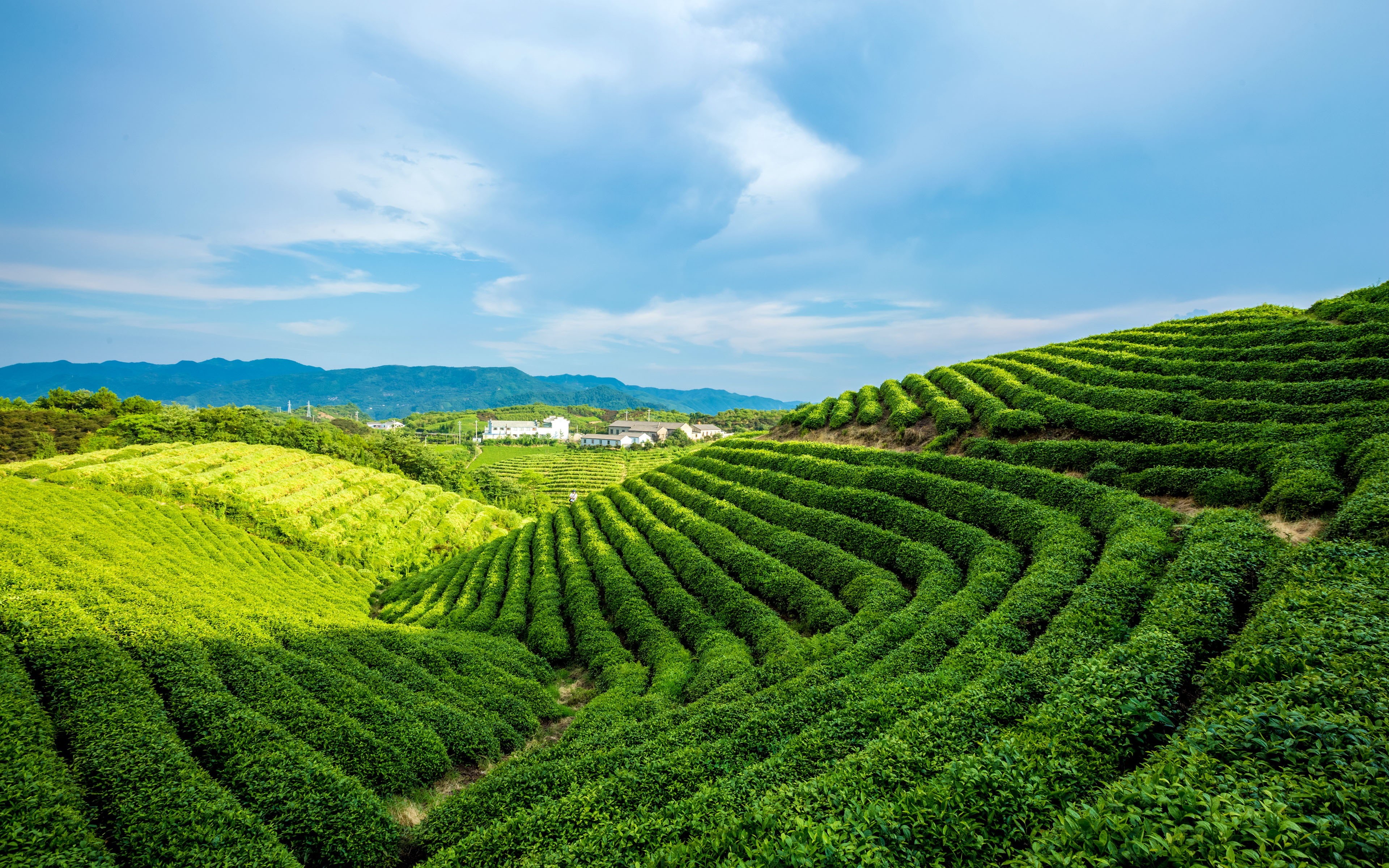 blue, white, field, nature, no people, agriculture, green color, tea, garden, alpine, scenics - nature, landscape, tea crop, beauty in nature, tranquility, HD Wallpaper