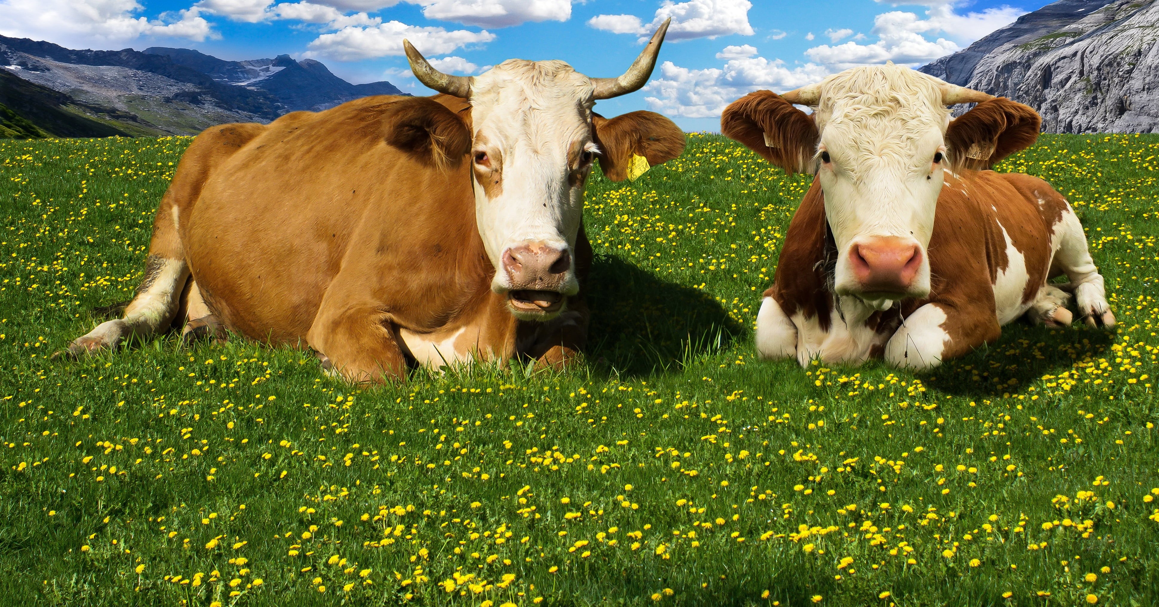 mammal, agriculture, spring meadow, land, animal, group of animals, rest, field, fields, animal themes, herbivorous, domestic cattle, two, plant, 4K, dairy cows, HD Wallpaper