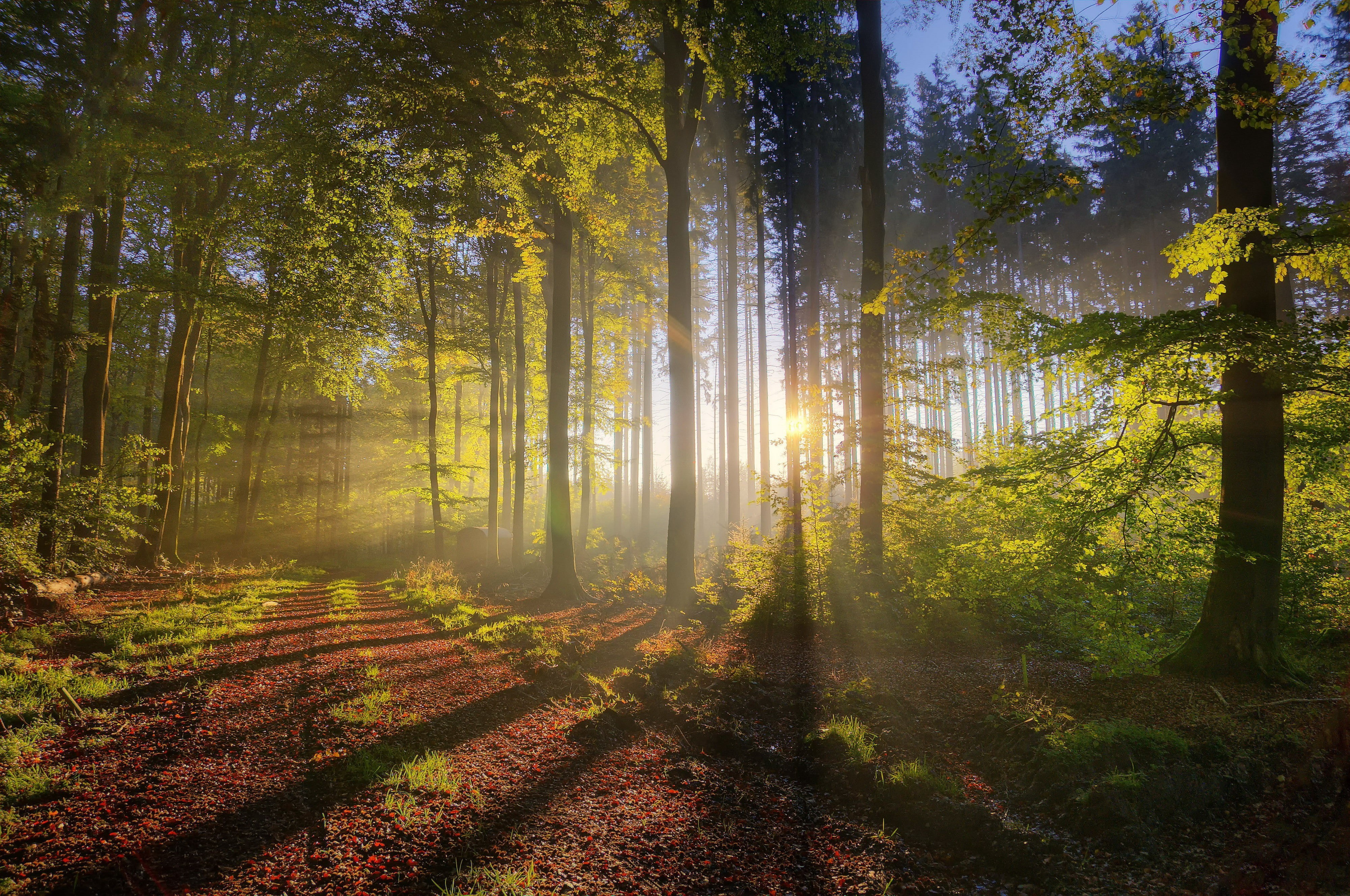 4K, soil, road, forest, trees, HD Wallpaper