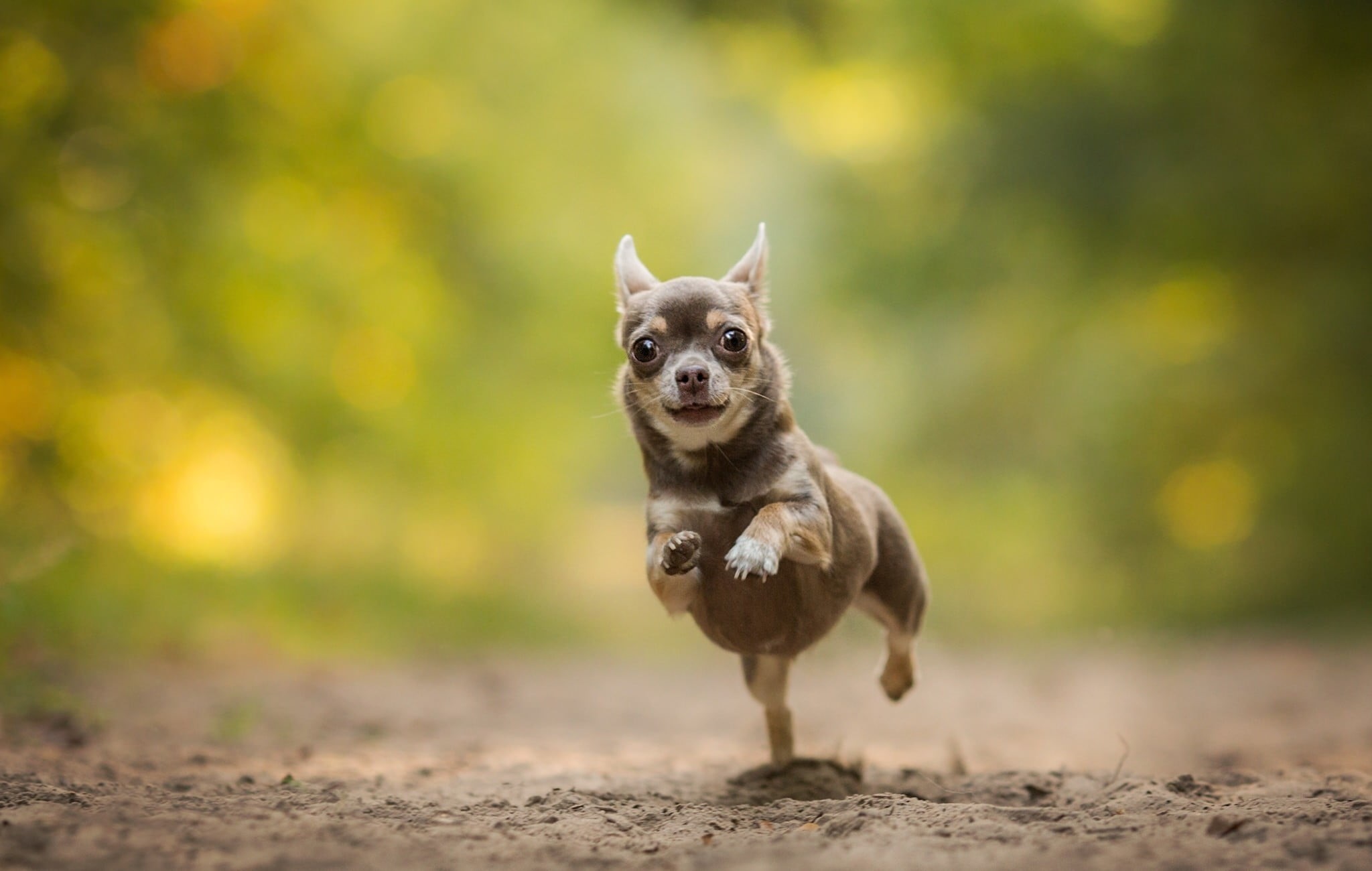 soil, chihuahua, animals, animal themes, black, no people, pets, dog, nature, selective focus, animal, mammal, small, focus on foreground, portrait, domestic animals, HD Wallpaper