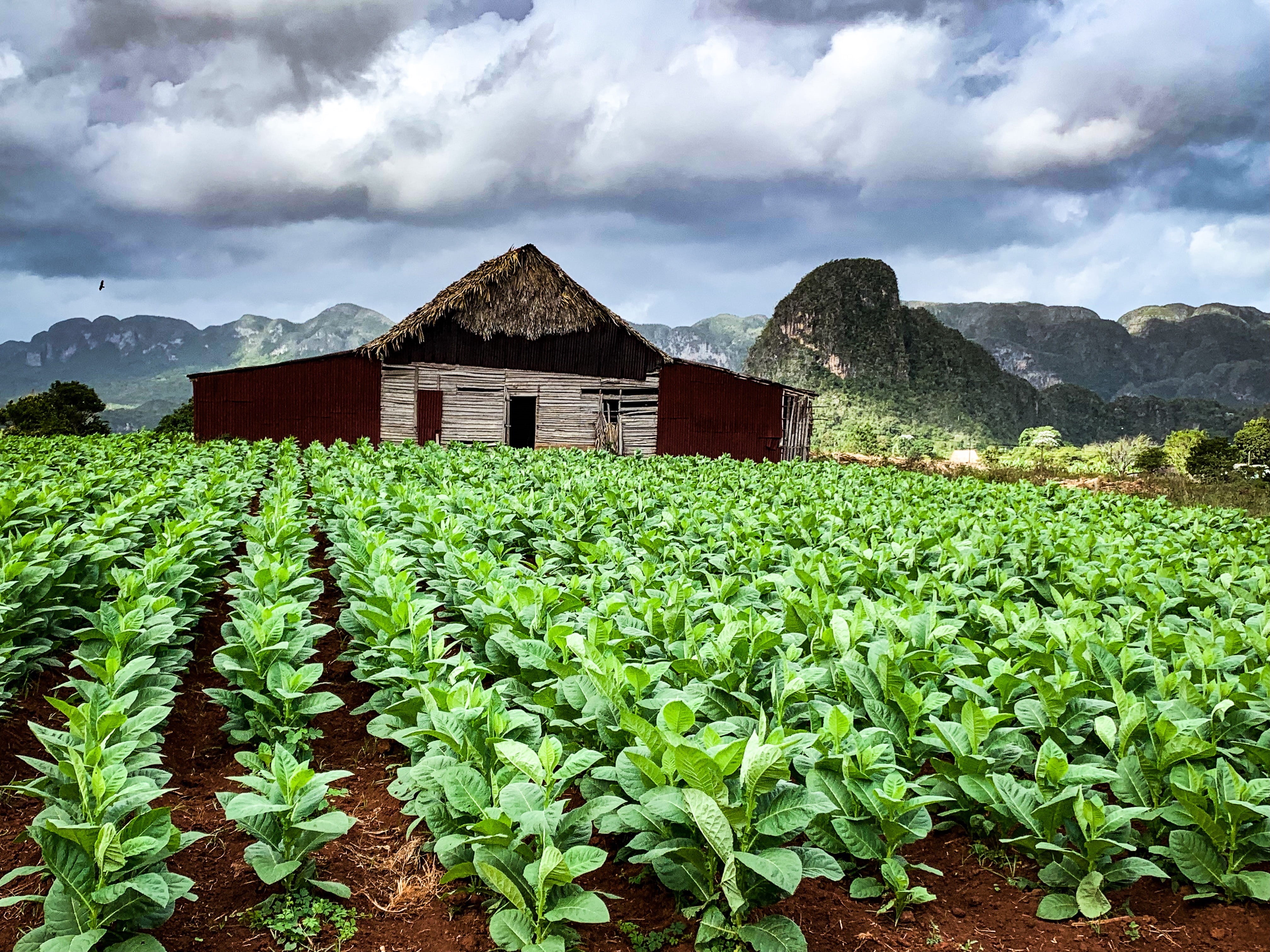 outdoors, nature, building exterior, mountain, cloud - sky, agriculture, growth, built structure, scenics - nature, sky, plant, animal, hut, rural, bird, HD Wallpaper