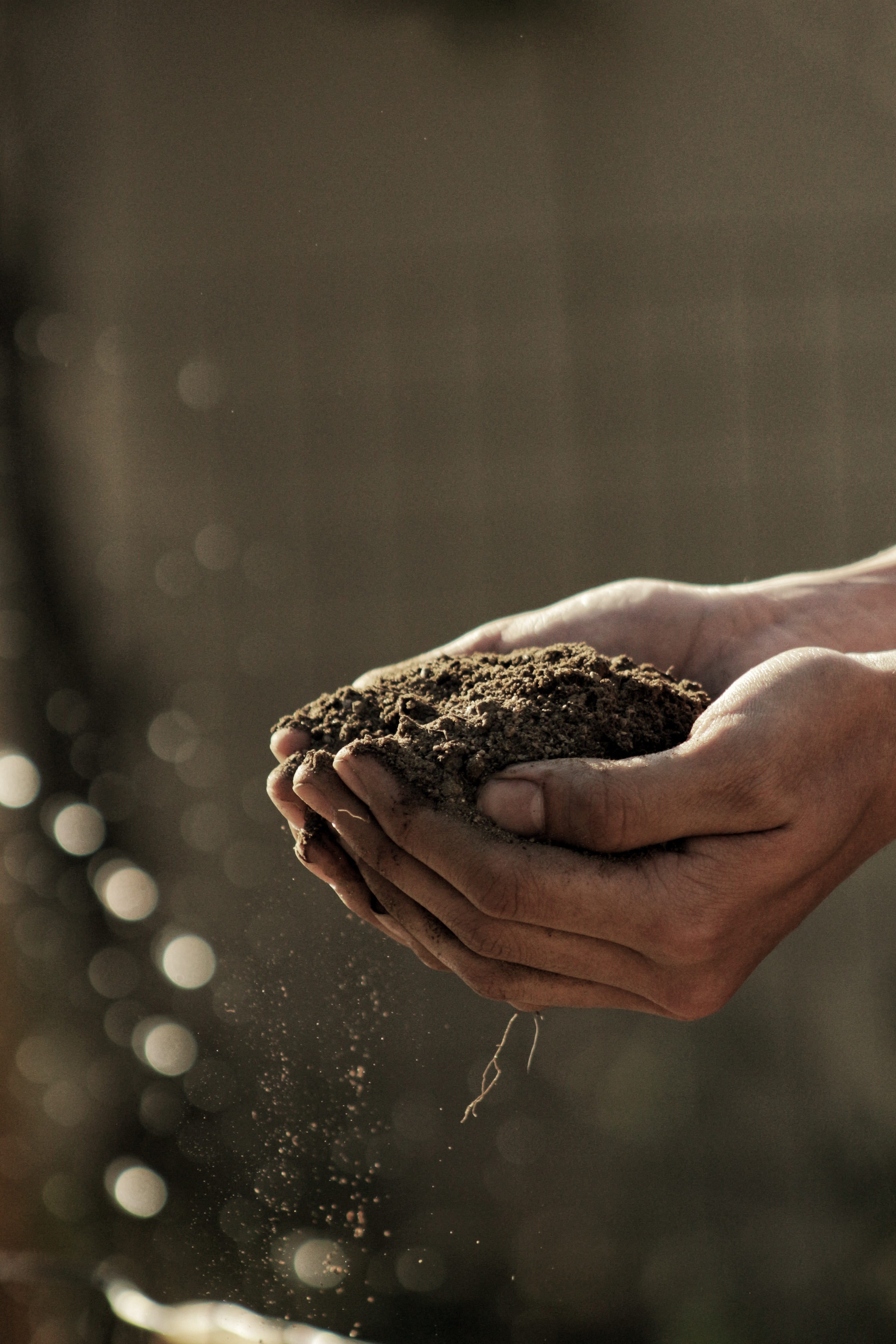 finger, human hand, hand, vertebrate, soil, lifestyles, land, dirt, 5K, care, real people, carrying, holding, outdoors, bokeh, animal wildlife, person, Phone HD Wallpaper