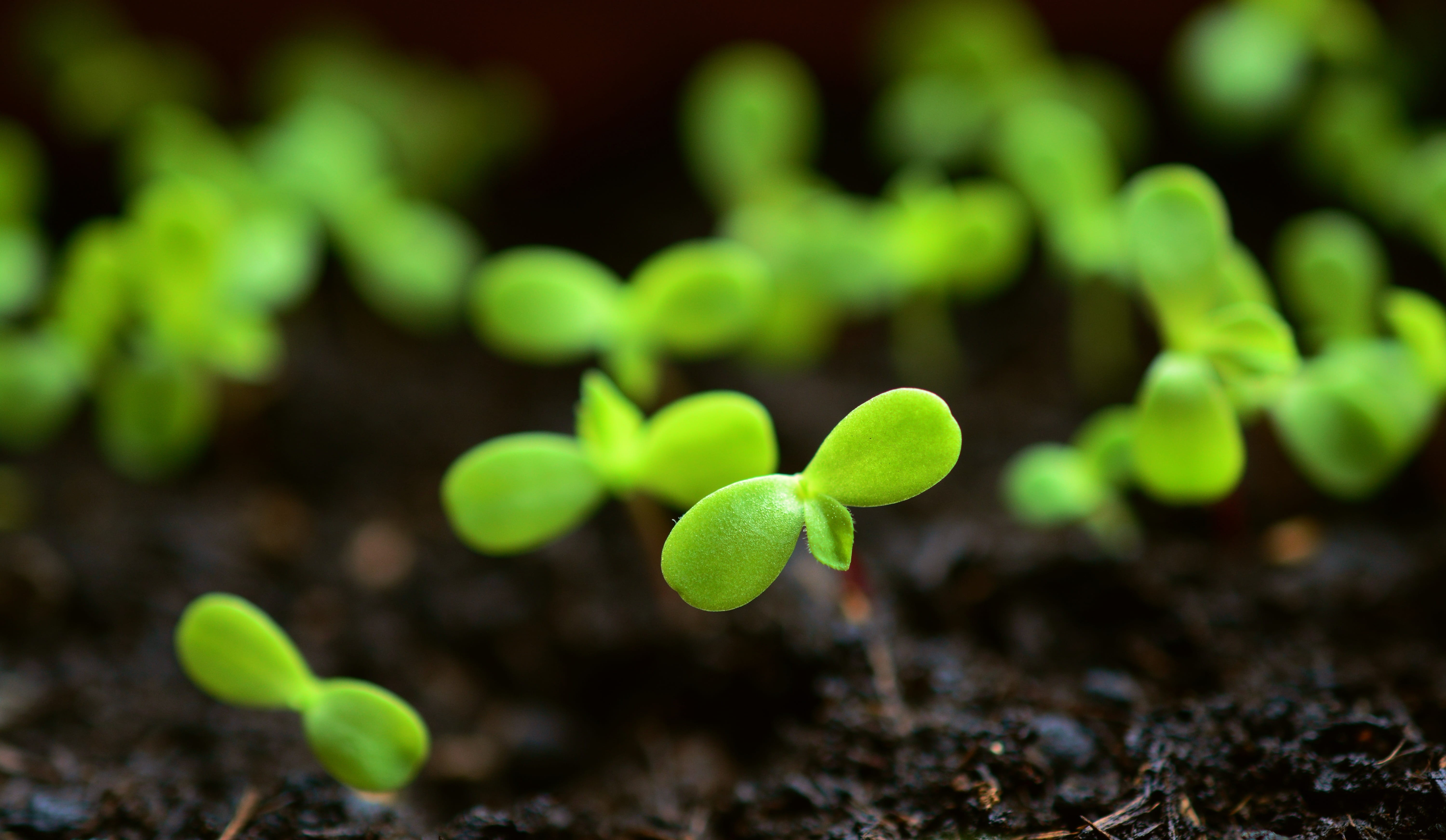 grow, growing trays, dirt, nature, no people, beauty in nature, plant part, selective focus, plant, fragility, close-up, outdoors, food, vegetable, green, HD Wallpaper