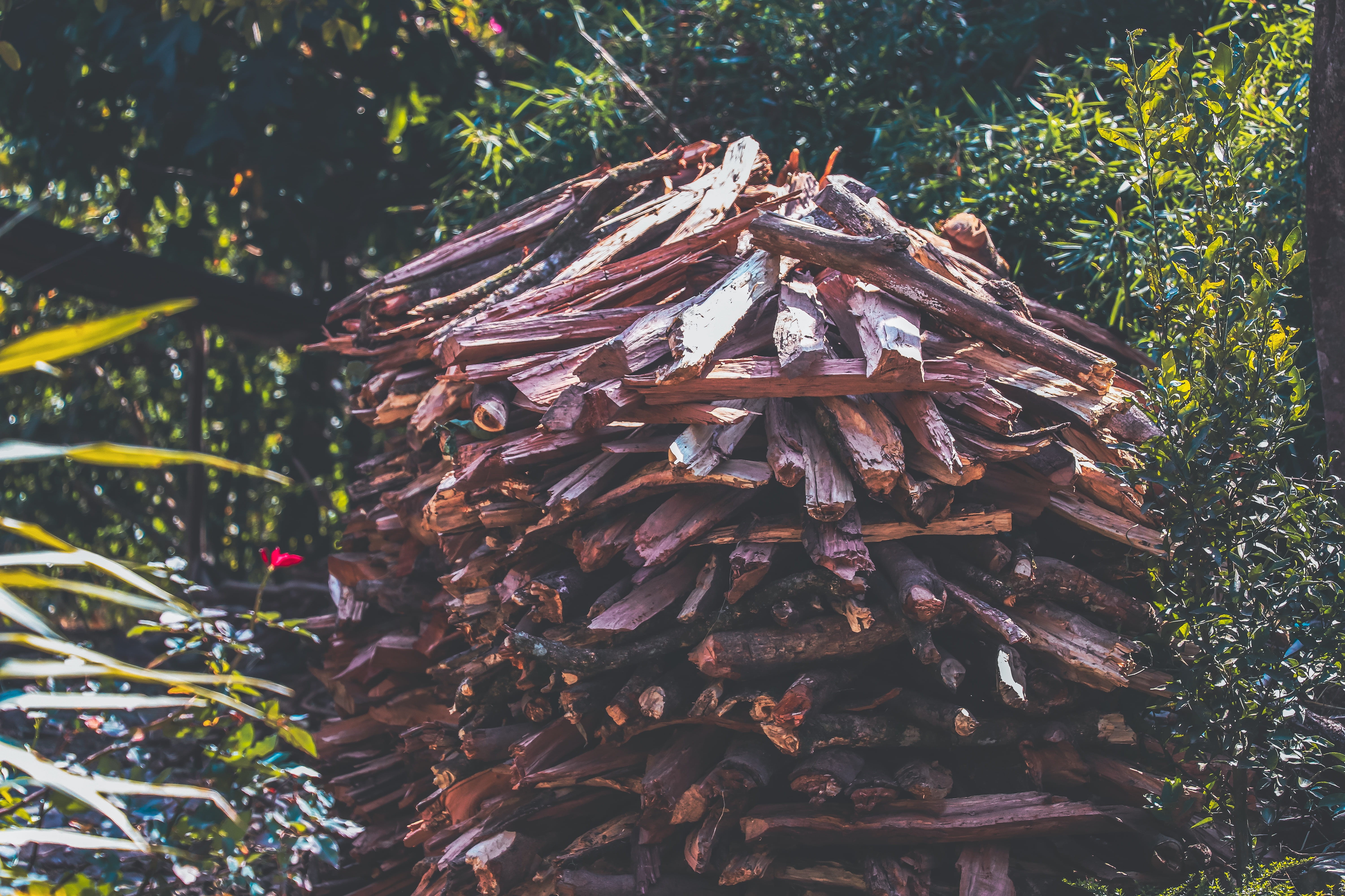 firewood, no people, wood, ghandruk, nature, nepal, growth, close-up, large group of objects, land, log, plant, day, lumber industry, coniferous tree, tree, HD Wallpaper
