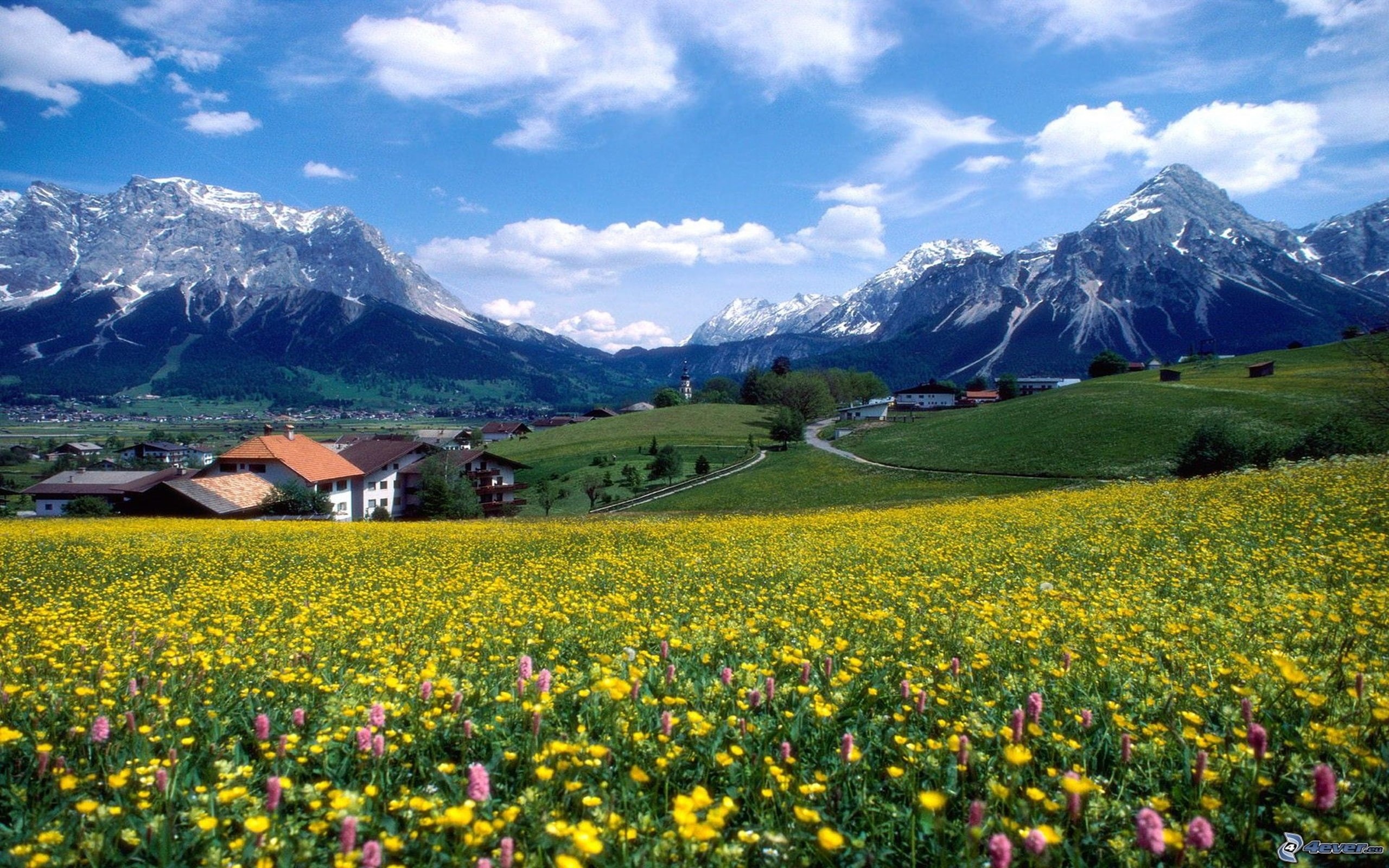 jaunes, prairie, en, france, fleurs, ete, montagnes, 2K, HD Wallpaper