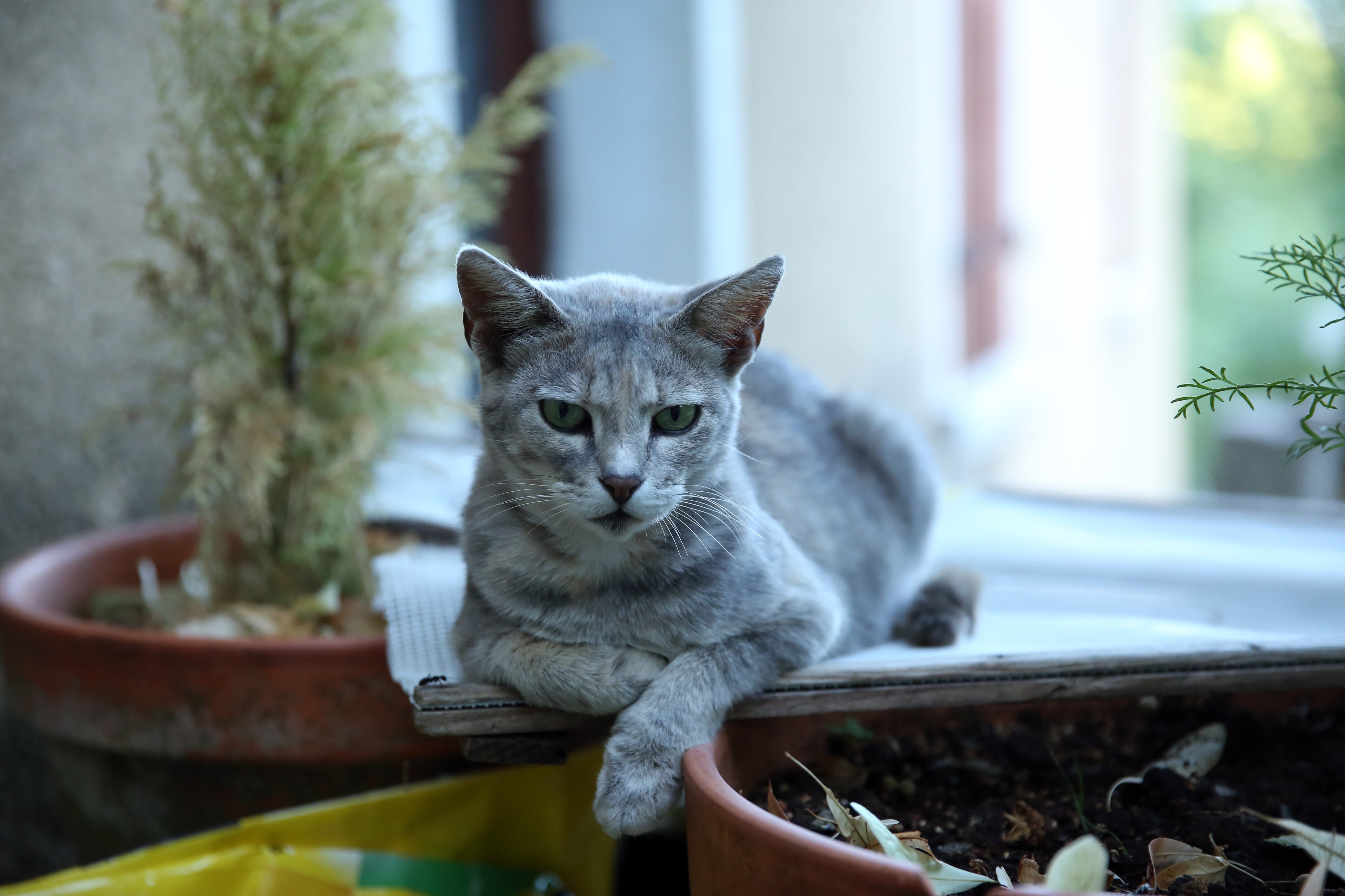 Parc National des Cévennes, 5K, Lozère, Canon, nature, Zuid, félin, Katzen, couleur, Europe, looking, argent, feline, gray, animal, domestic Cat, tabby cat, HD Wallpaper