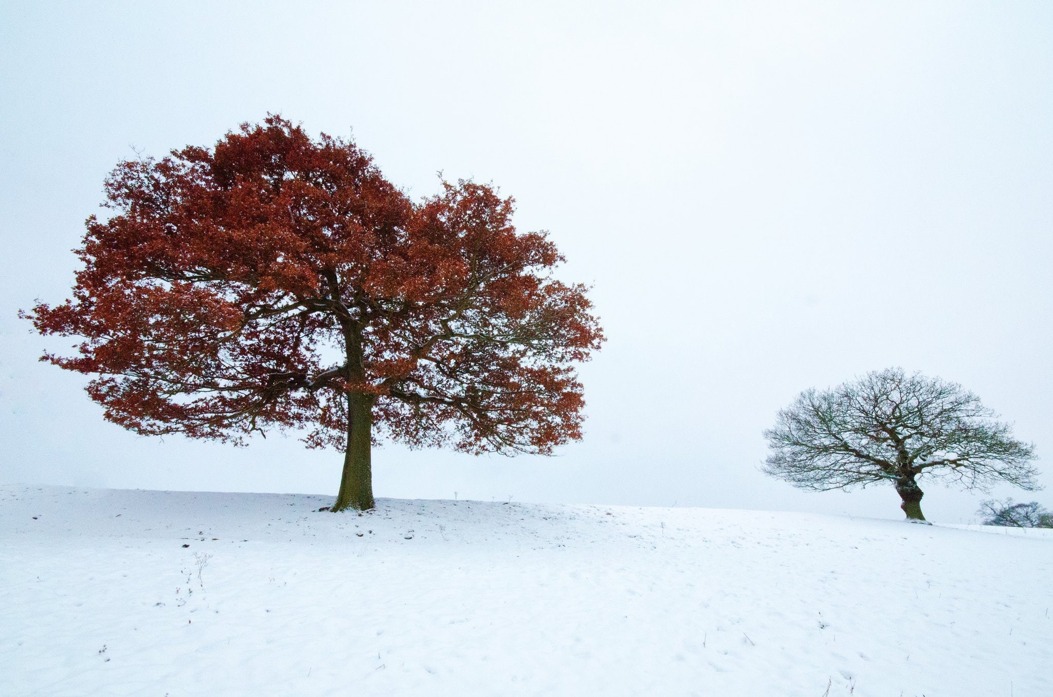 hiver, snow, landscapes, montagne, 1080P, winter, frozen, neige, nature,, HD Wallpaper